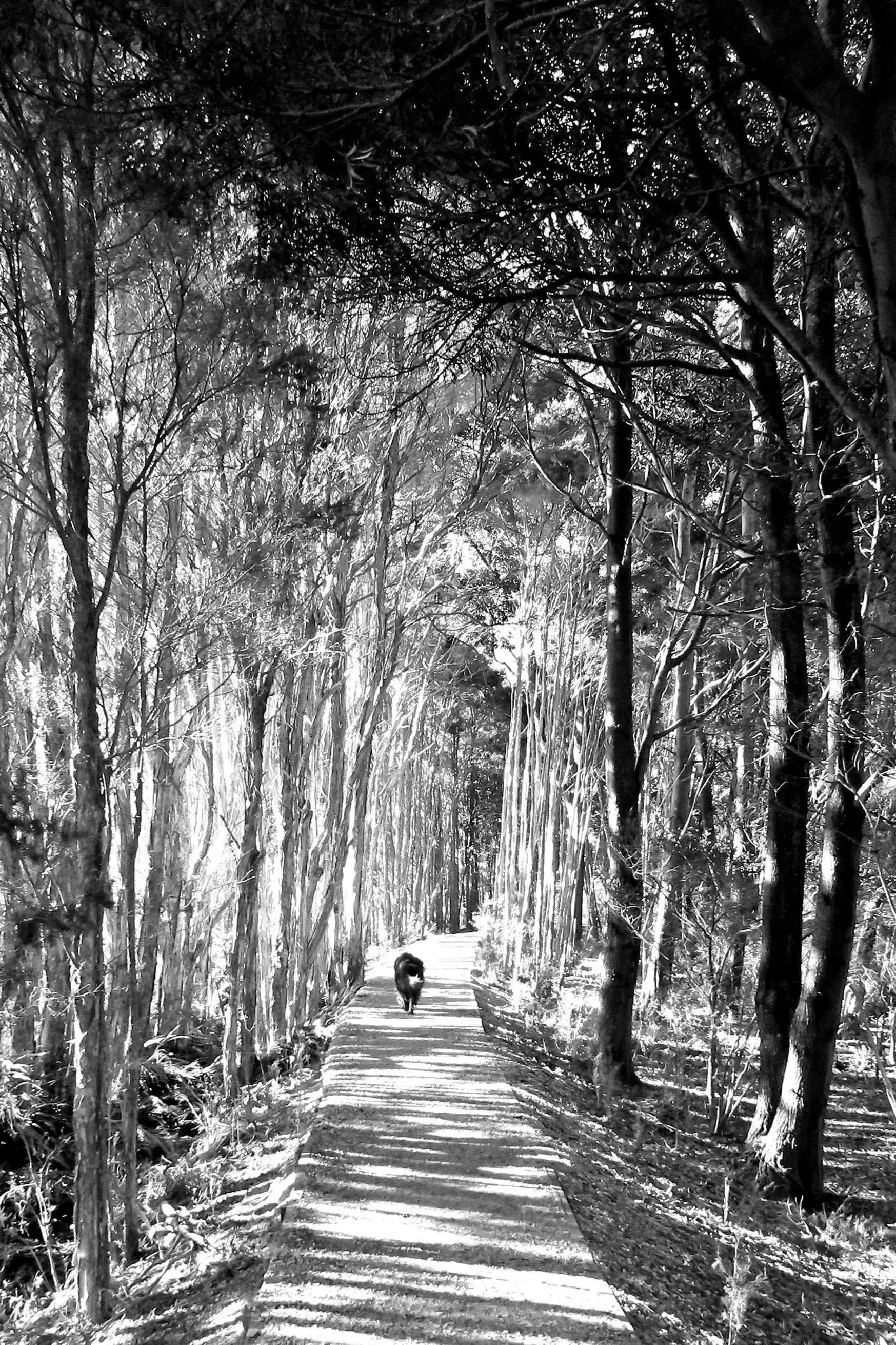 Dhara on her path home (2024)