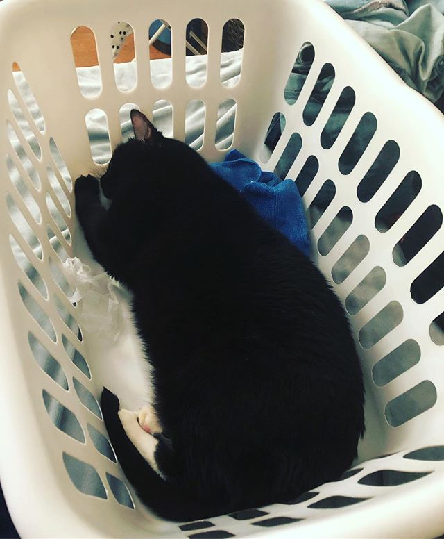 This made me laugh really hard. Boxes, I get. Laundry basket? That’s a new one 😻😻😻 #catsofinstagram #laundrycat