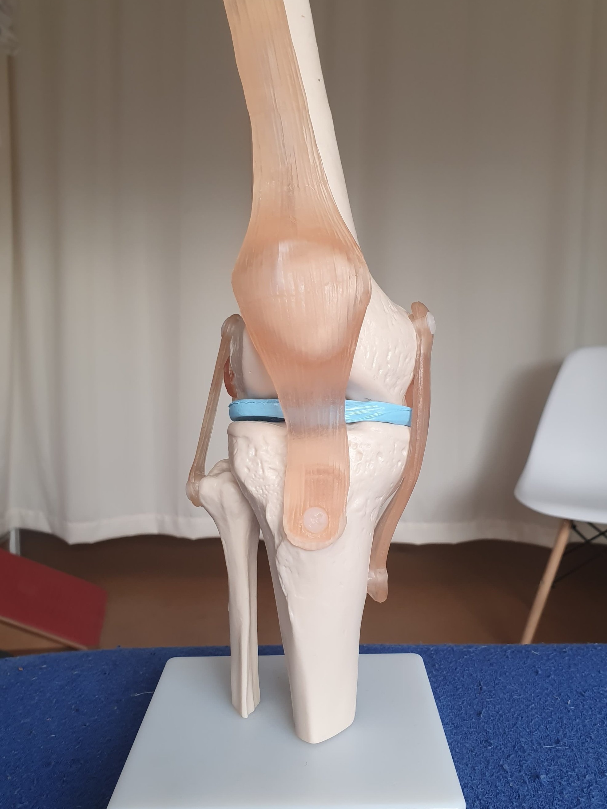 Knee anatomy