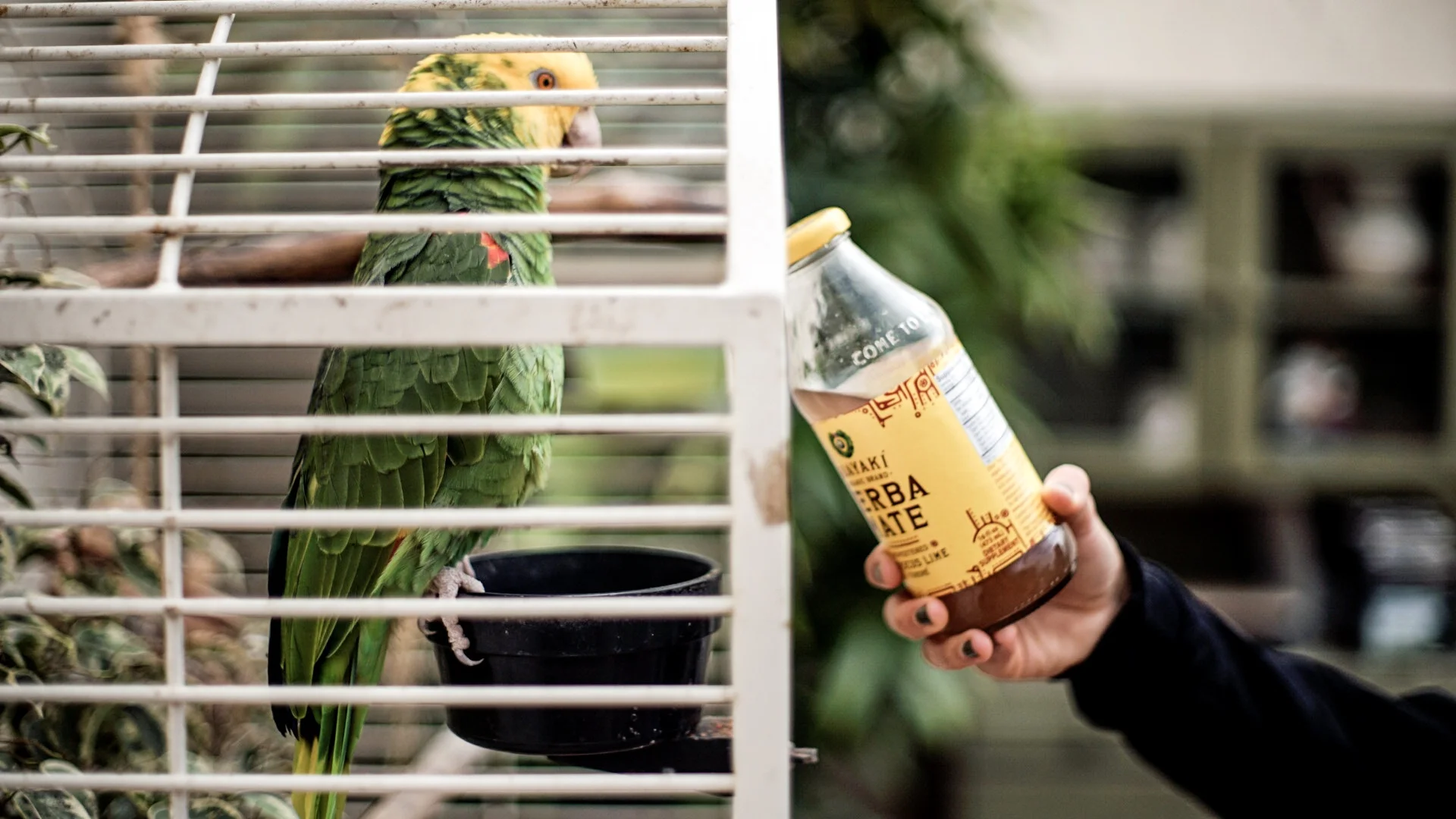 Owl House Creative - Guayaki Palm Oasis Campaign