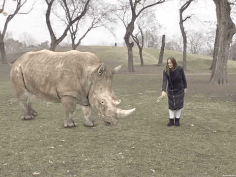 Rhino_Livia.gif.gif