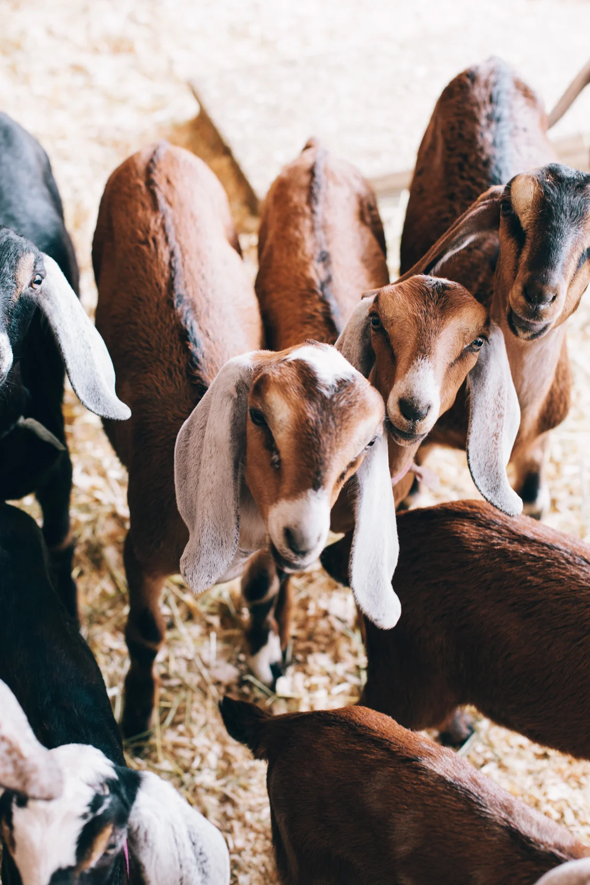   Image: Adam DeTour Photography  