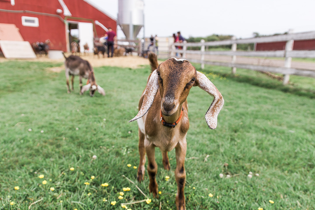   DANCING GOATS DAIRY    IS NOW PART OF THE LILLOOET CHEESERY FAMILY     Find Out More   