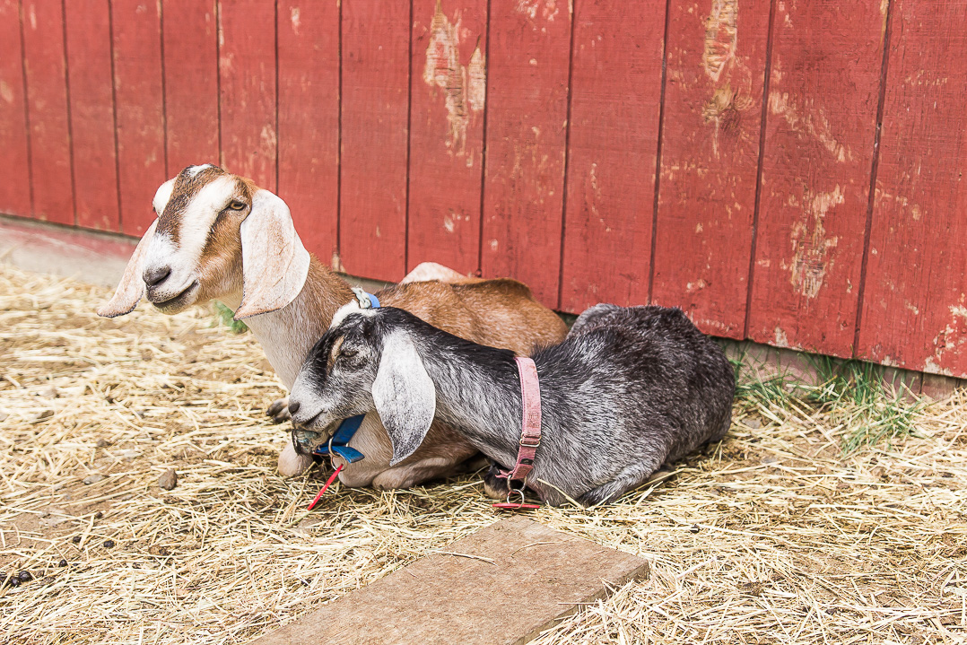   DANCING GOATS DAIRY    IS NOW PART OF THE LILLOOET CHEESERY FAMILY     Find Out More   