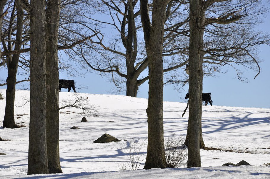 Wintertime at Stone Barns