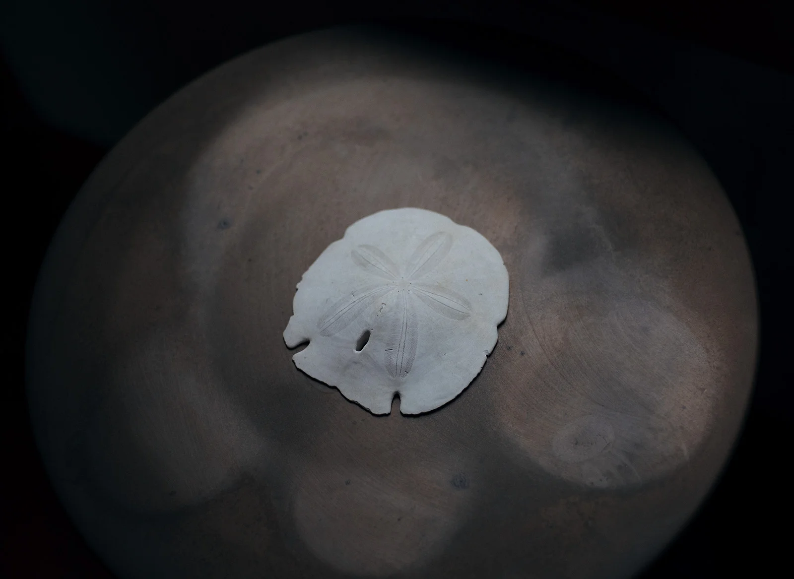 Jean-Noe_Sand Dollar III.jpg