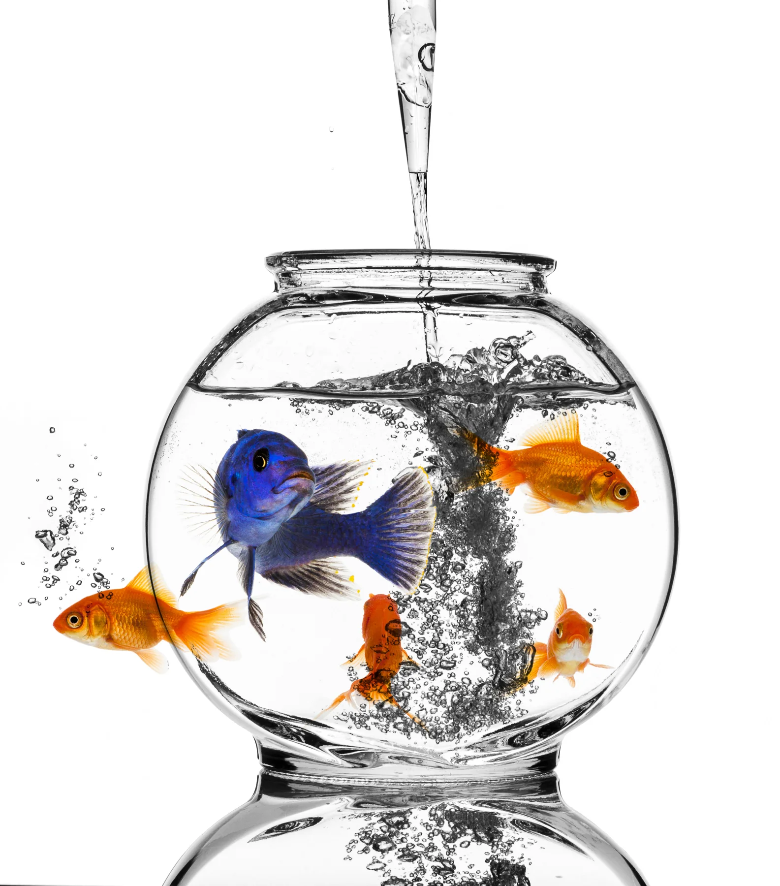 Fish Bowl
