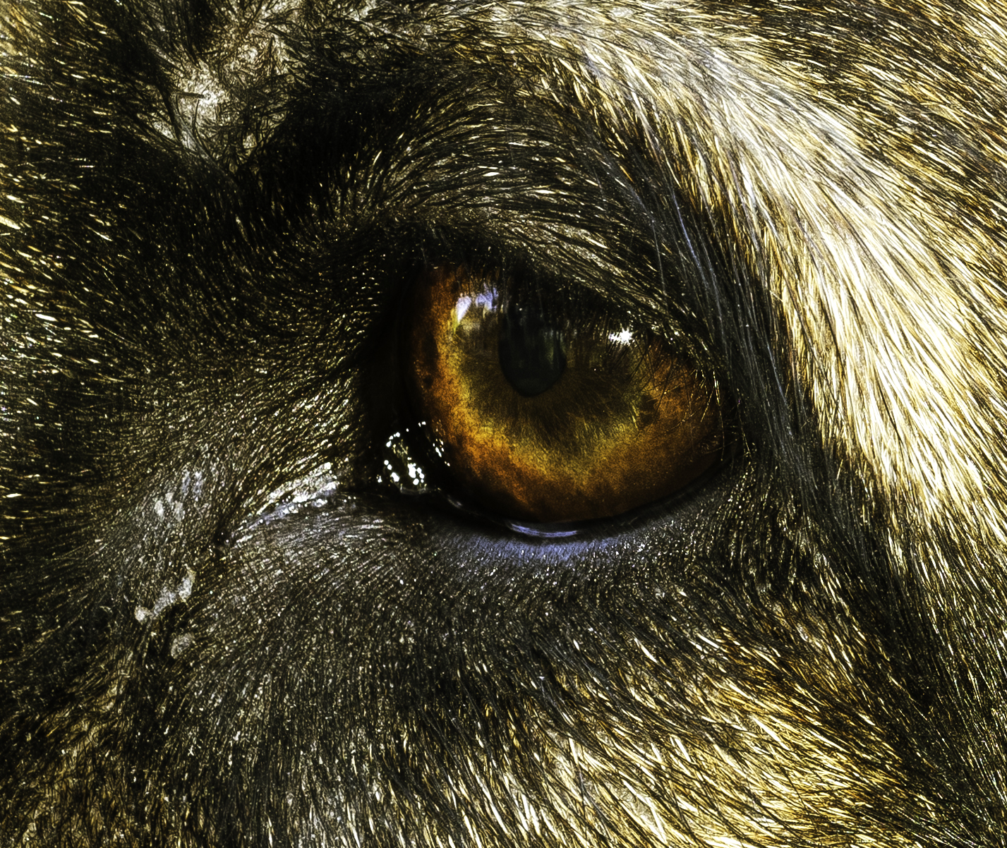   JAKE'S EYE. &nbsp; This photo was taken with a macro lens. &nbsp;It is of my dog's eye and in the top left corner of his eye you can see the reflection of my house. &nbsp; 