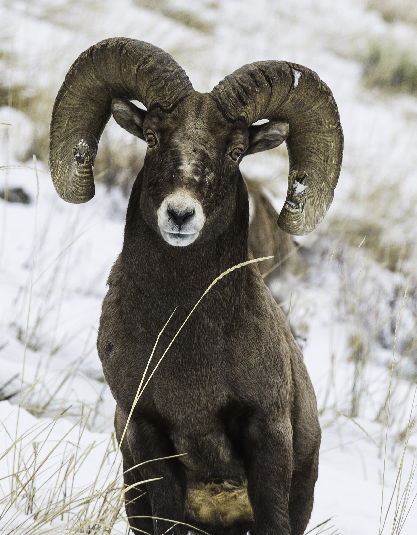   YELLOWSTONE. &nbsp;"DOES AMAZON SELL TIPS FOR WORN OUT HORNS? &nbsp;IF THEY DO, WILL THEY DELIVER TO A NATIONAL PARK"?  