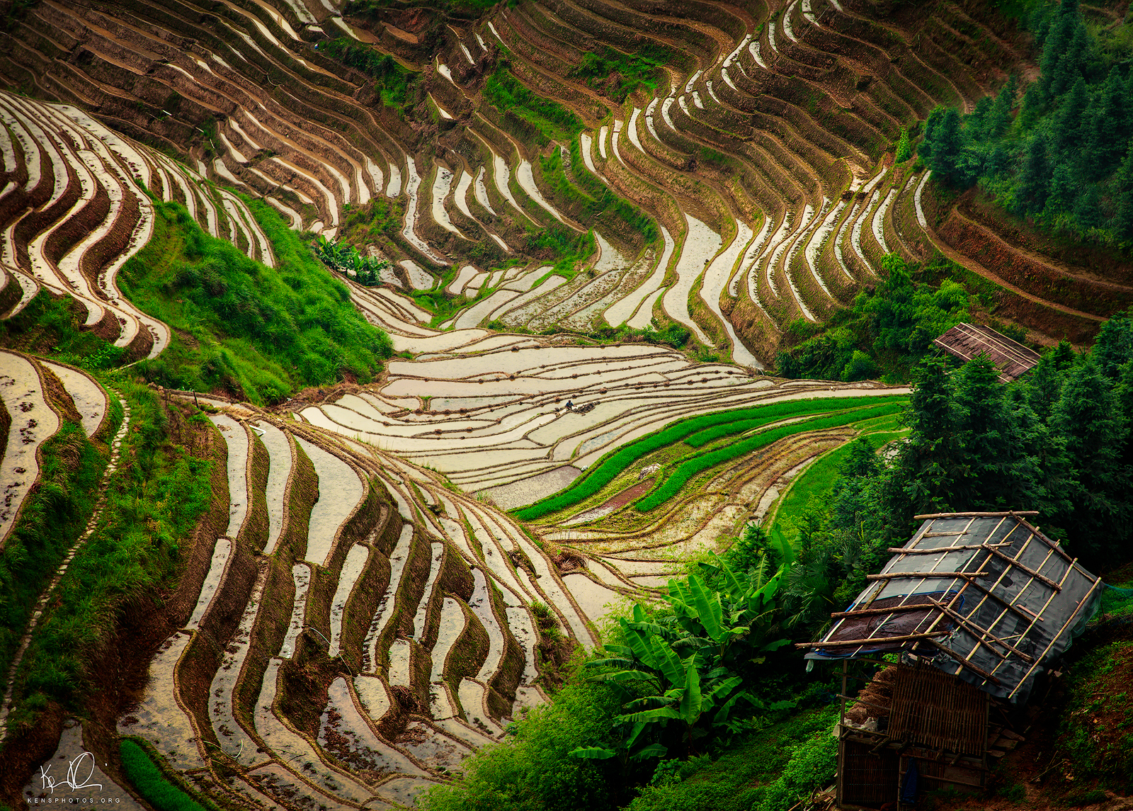   GUILIN CHINA. &nbsp;RICE TERRACES. &nbsp; CHECK OUT THE &nbsp;MAN IN &nbsp;THE MIDDLE. 