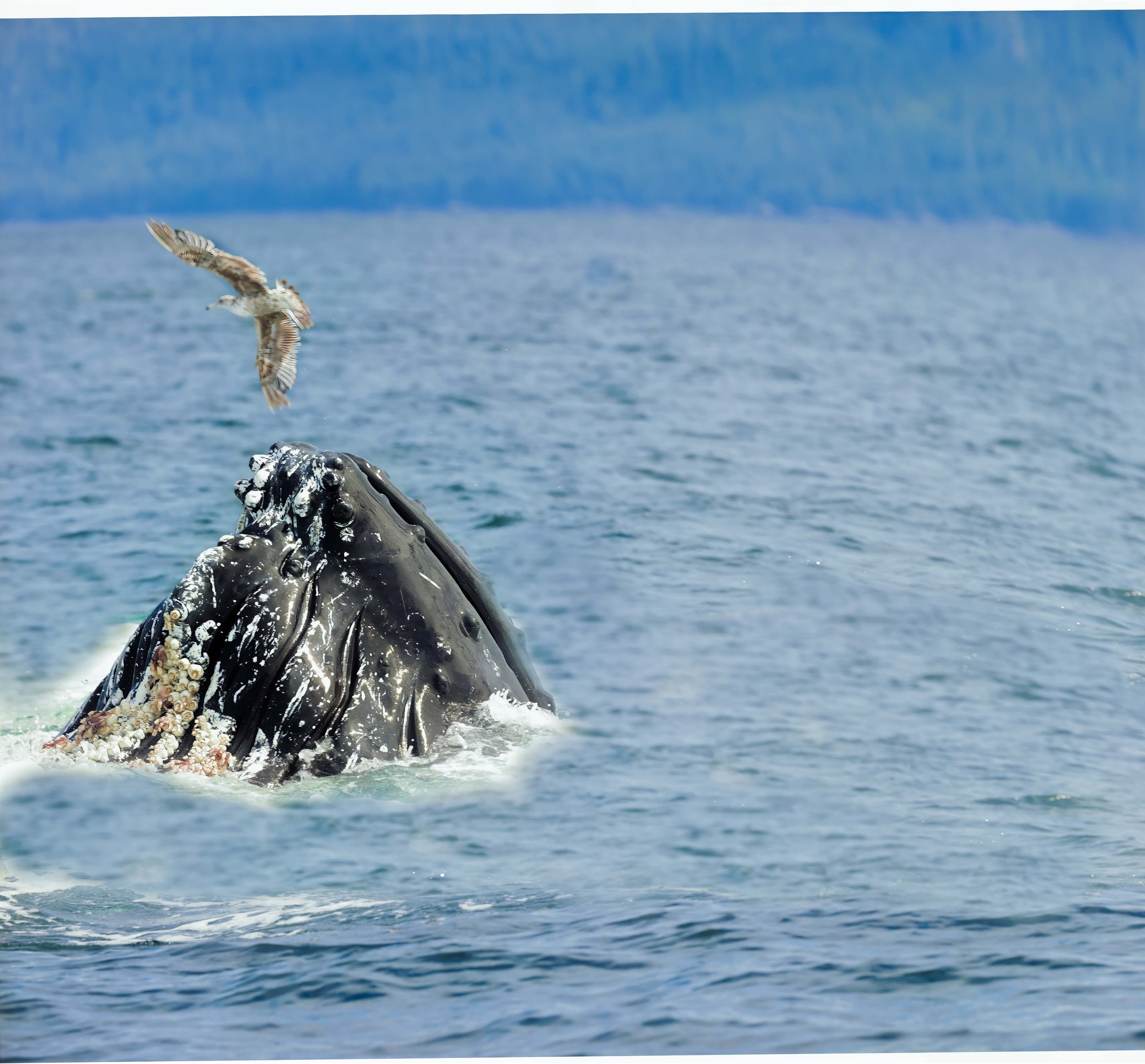 Humpback Whale. Alaska