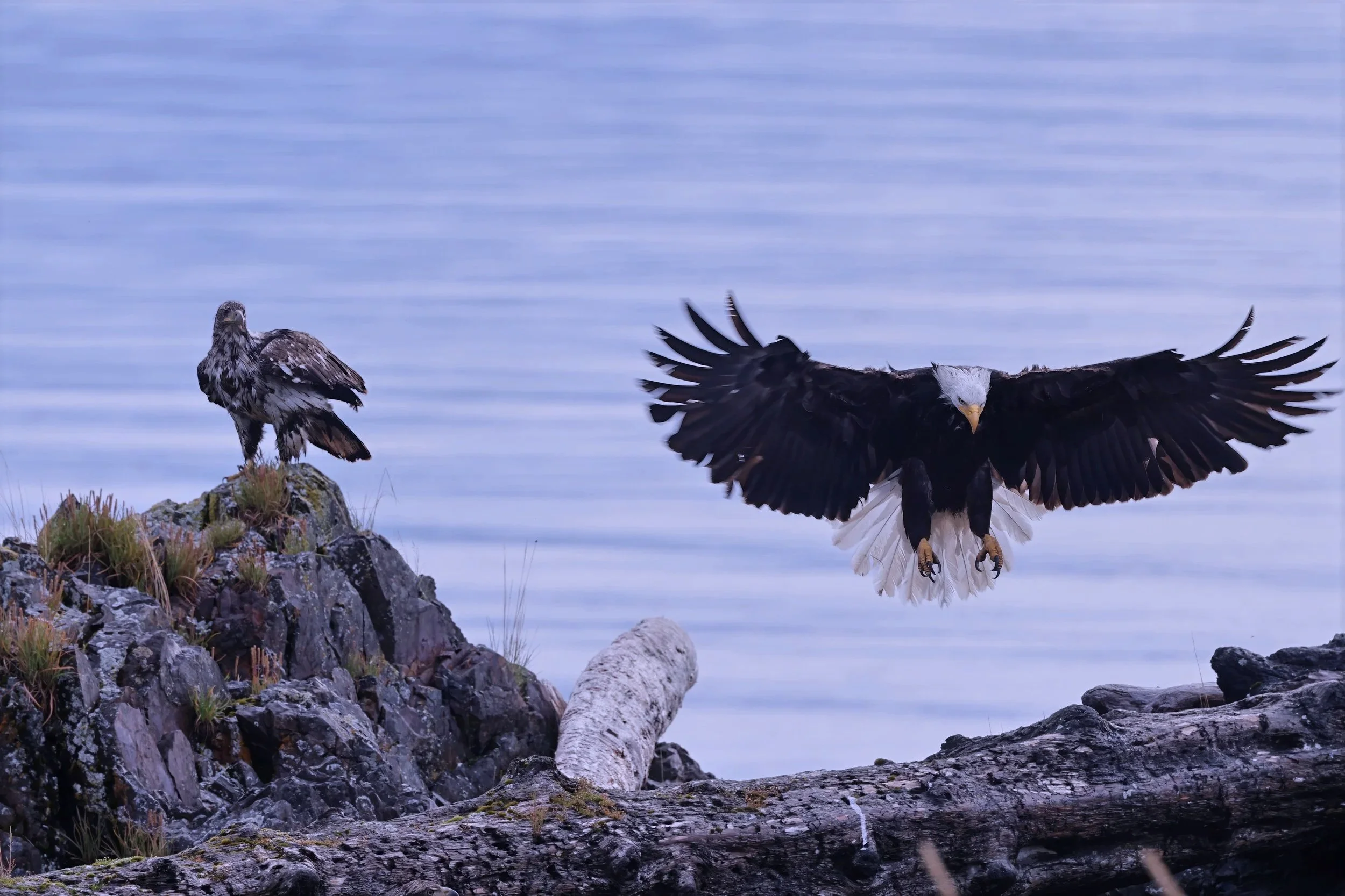 Same guy as in previous photo when he is landing.  