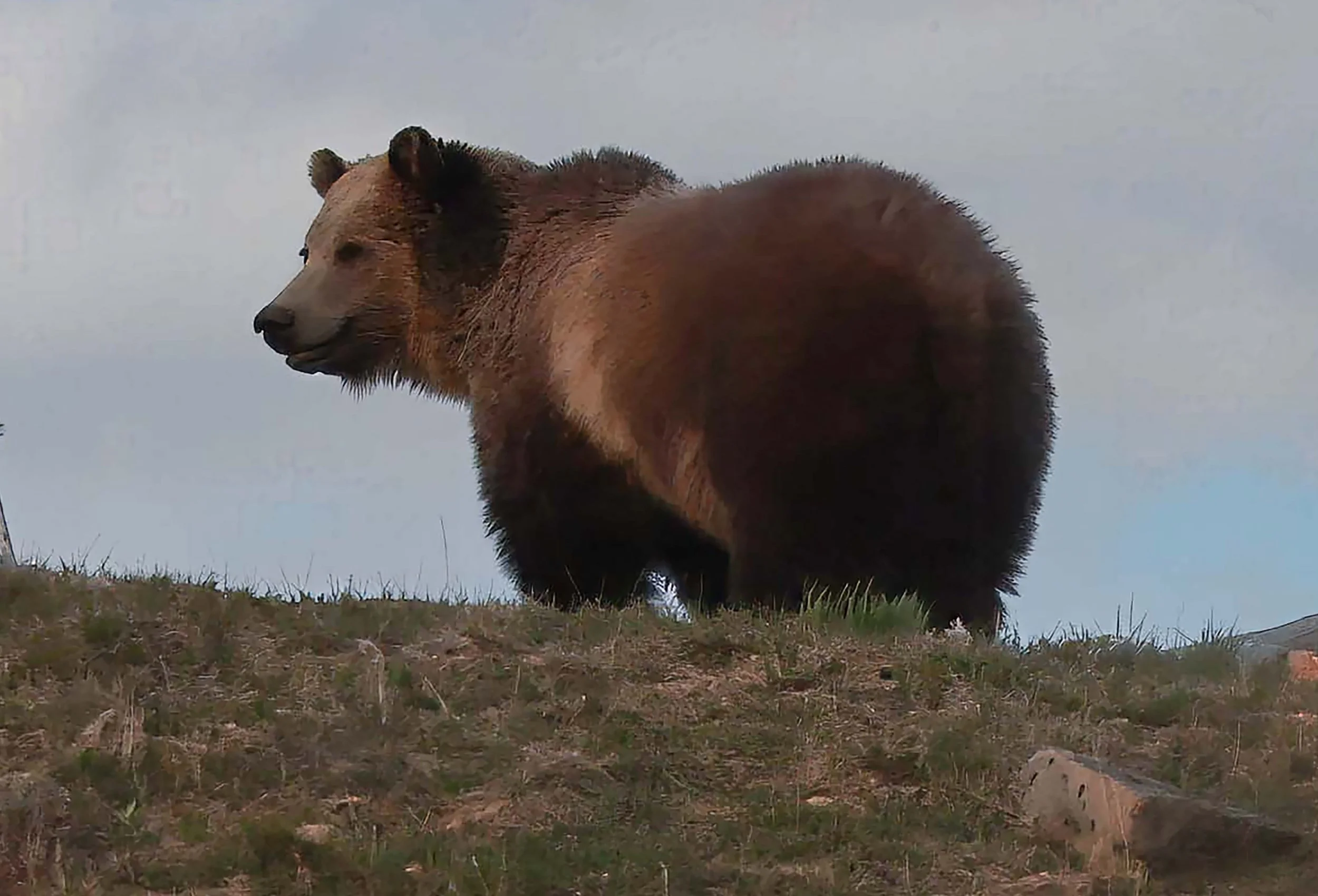 Yellowstone.  A big boy.  Glad I had a zoom lens.