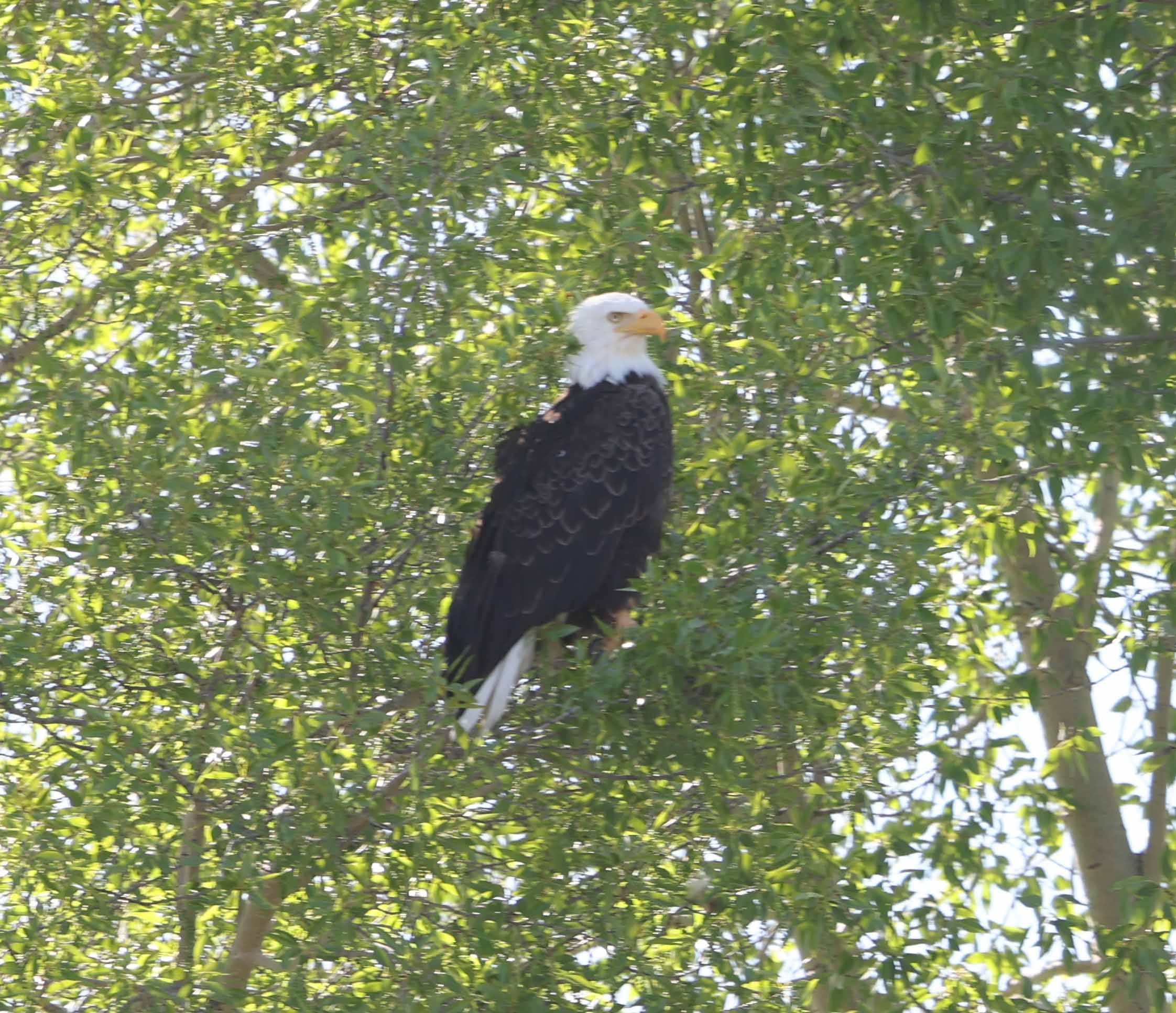 Eagle.  Jackson Hole.  OK, I admit I am a fan boy for eagles.  So intense.  They just sit high up in a tree, no movement, and use their "eagle"  eyes to spot their next meal.  