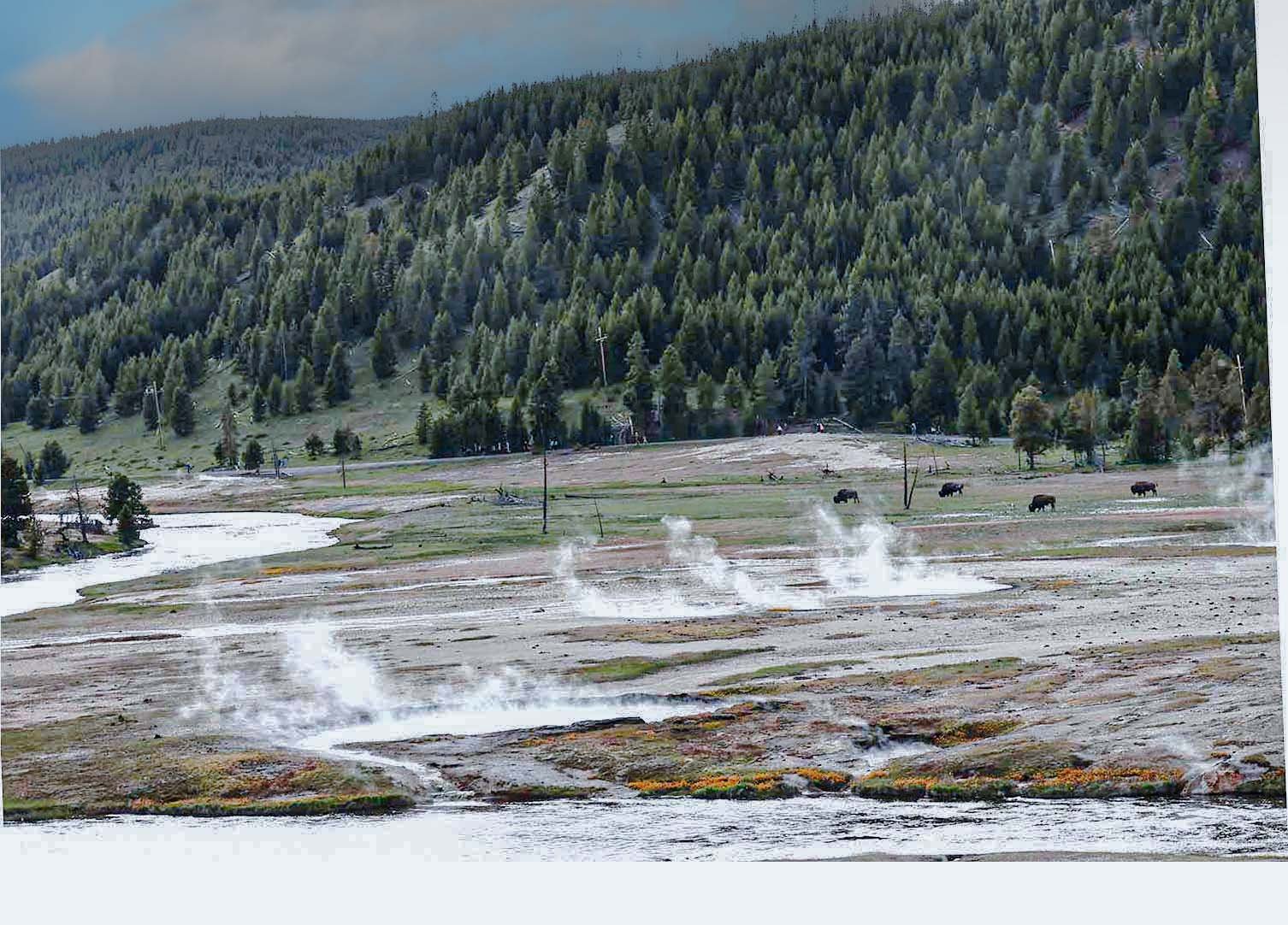I think this is the quintessential Yellowstone scene. The smoke from the ground, the bison, the trees, the water and the orange flowers. Could not have asked for more in one photo.