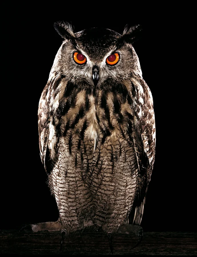 01-Hibou-W.jpg
