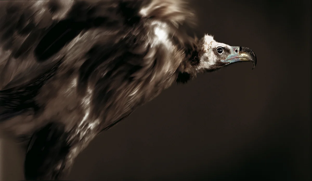 03-vautour-W.jpg