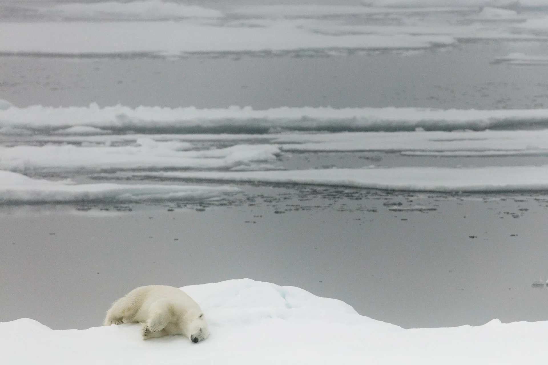 Adult polar bear sleeps on edge of Arctic Ocean sea ice