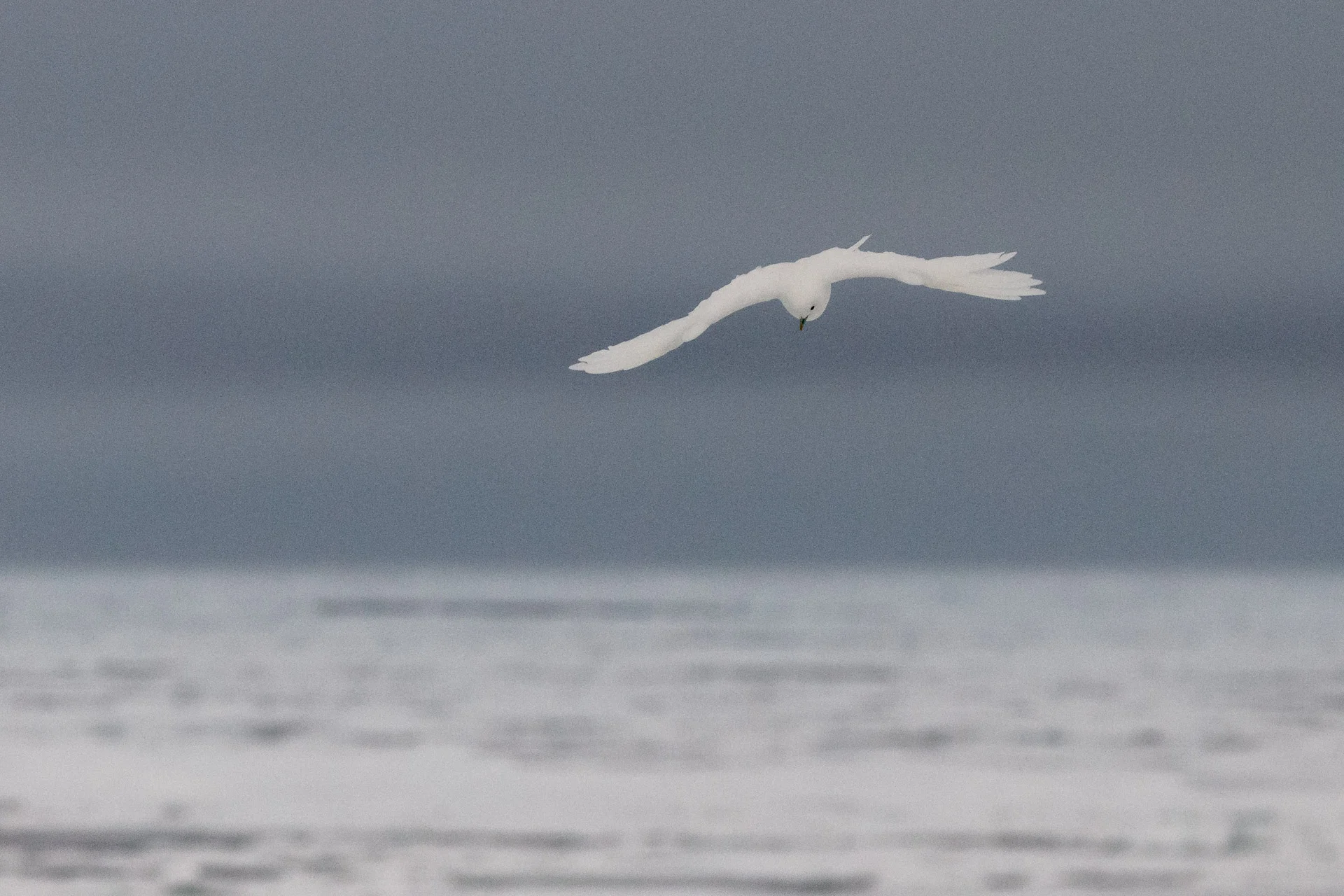 Ivory gull flying over sea ice floes on the Arctic Ocean