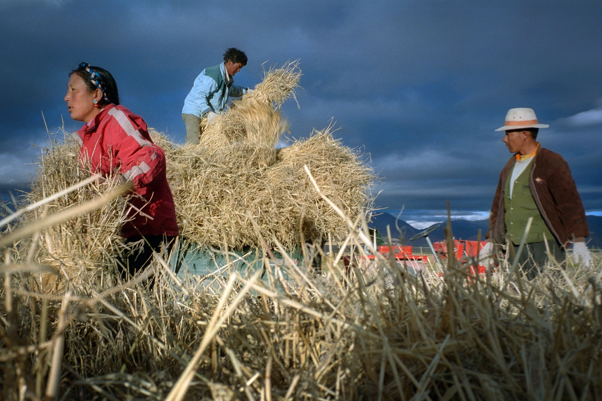 Barley crops harvested for tsampa flour