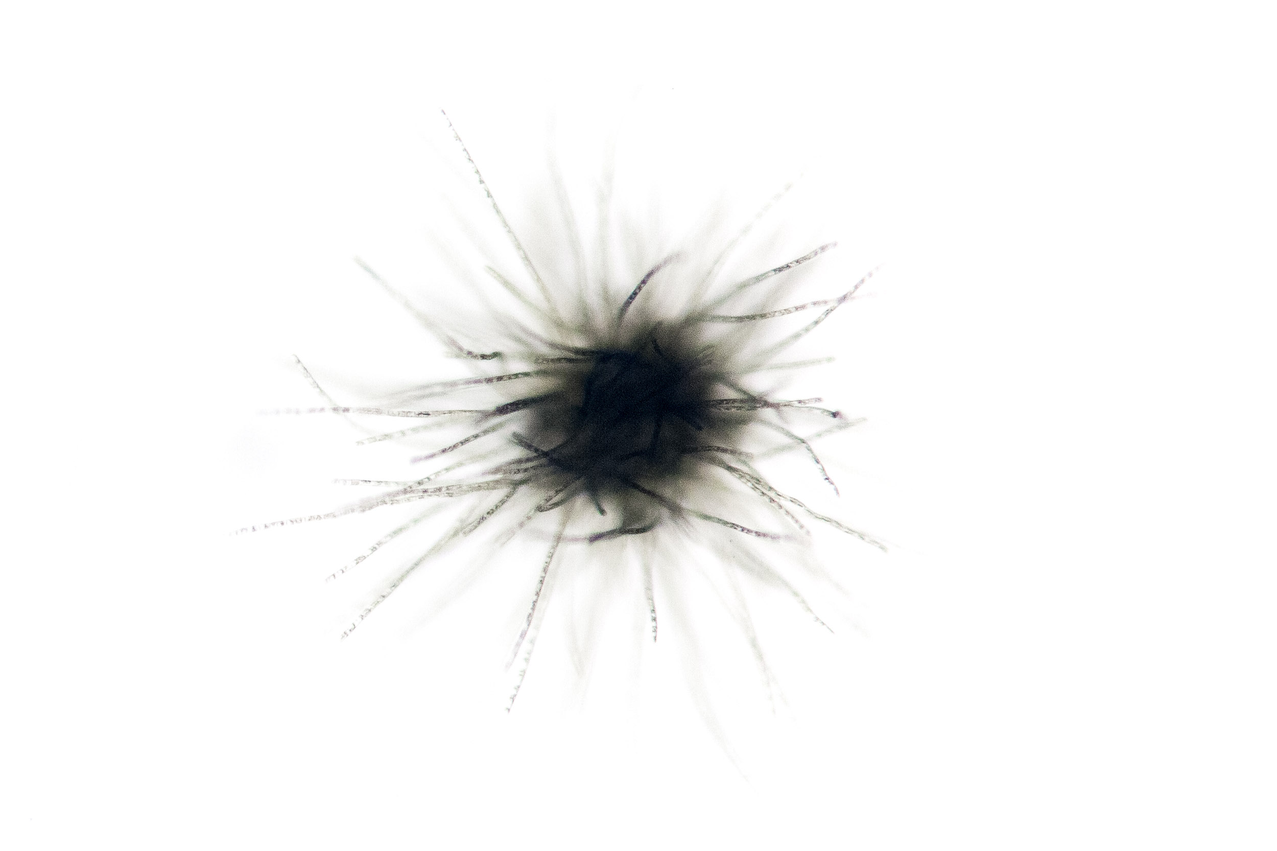 Foraminifera