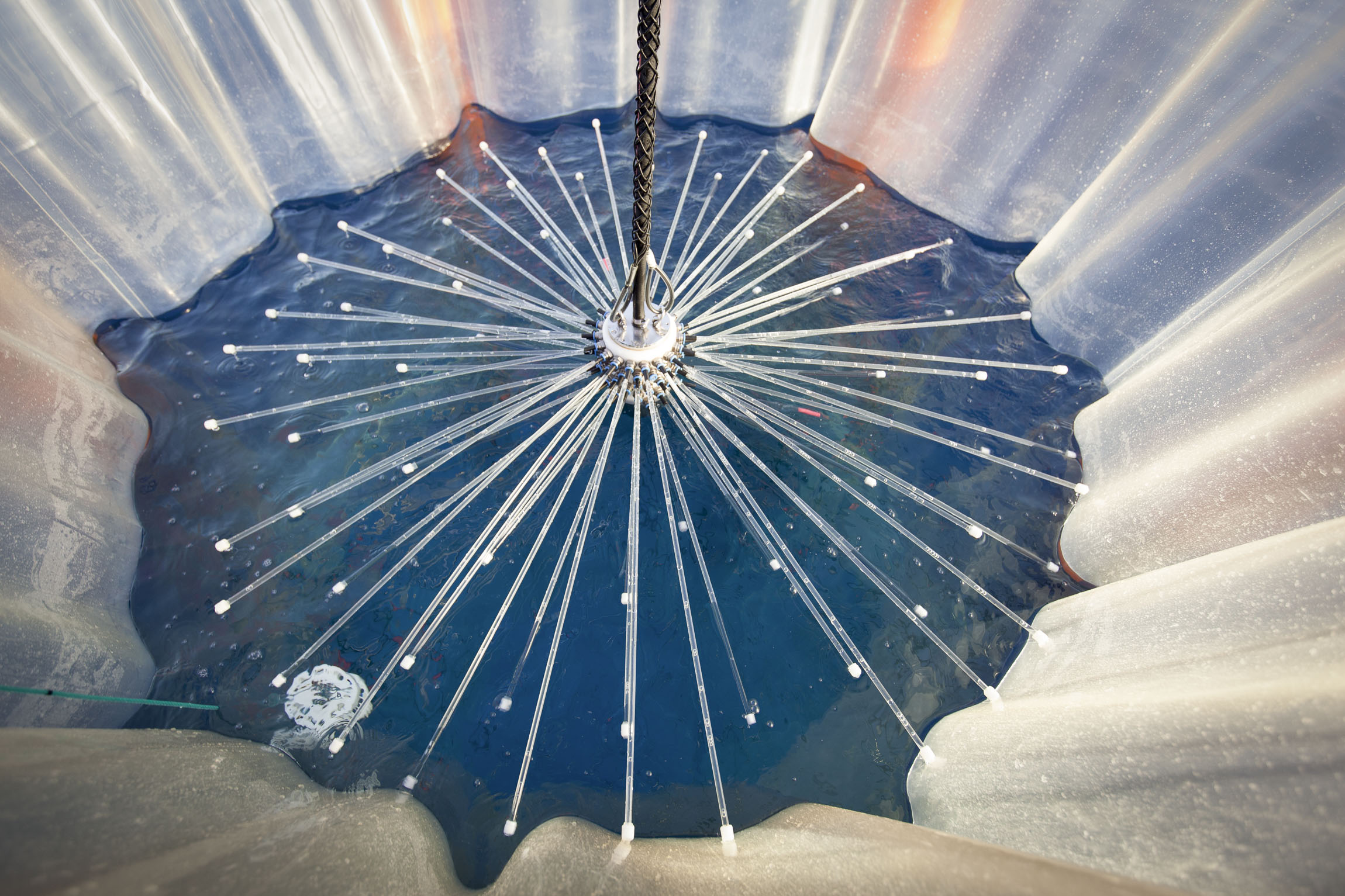 Inside mesocosm
