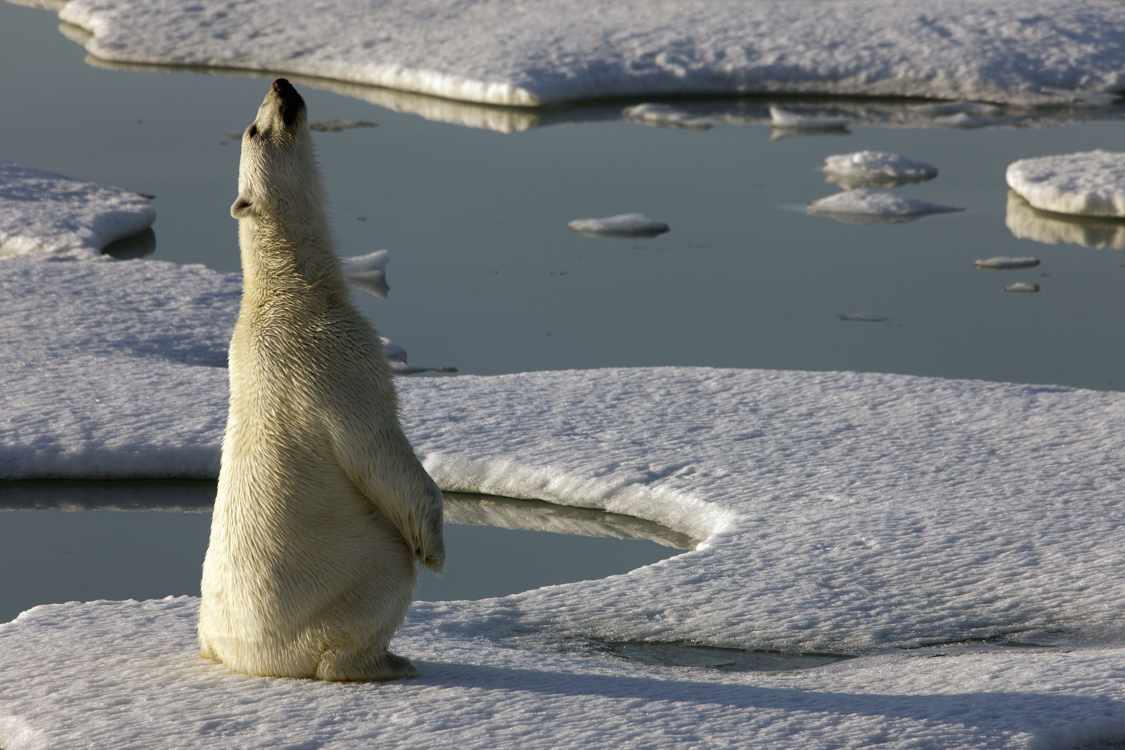 Polar bear sits up straight on its hind legs