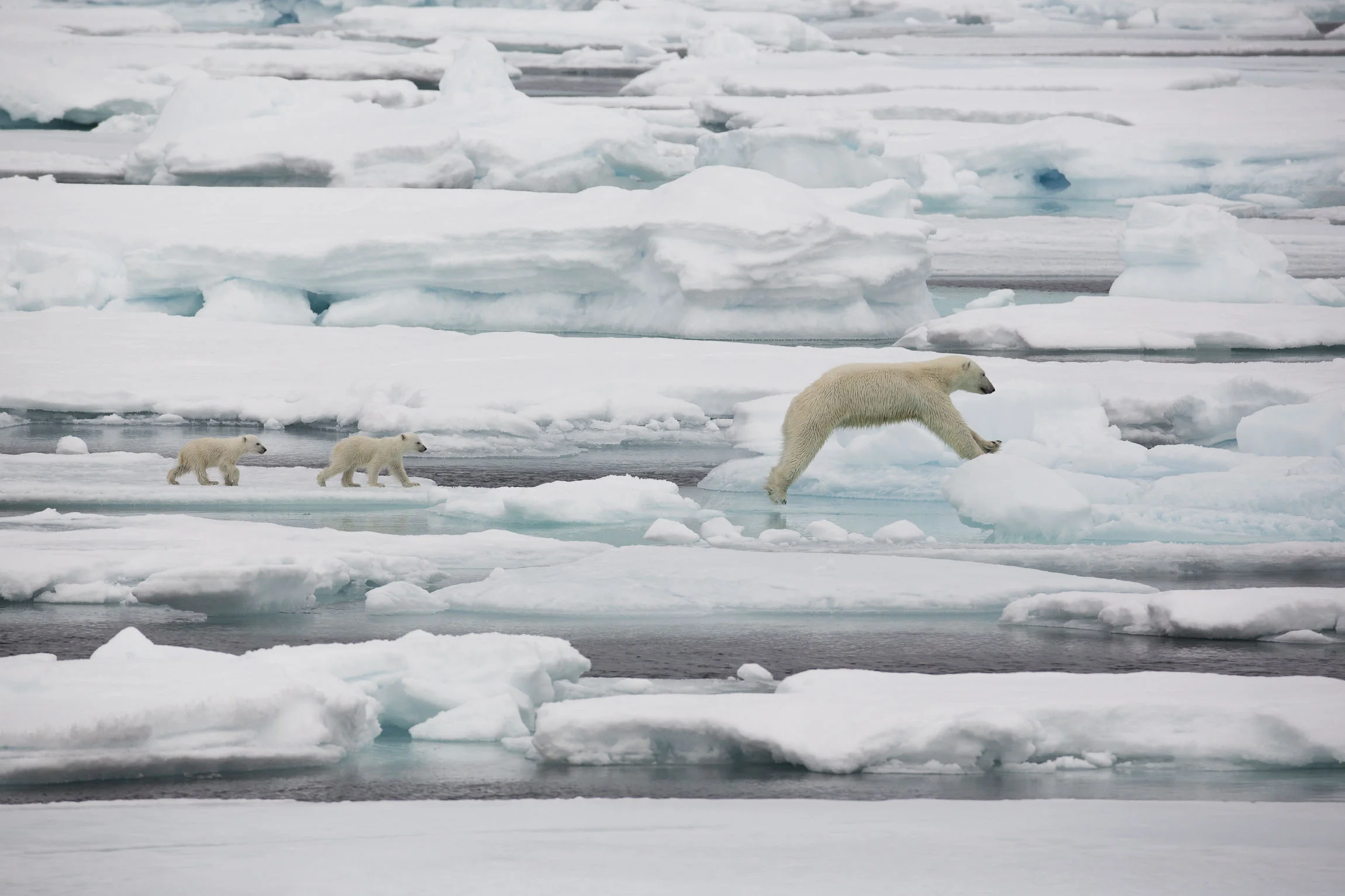 A mother polar bear jumping ice floes followed by two cubs