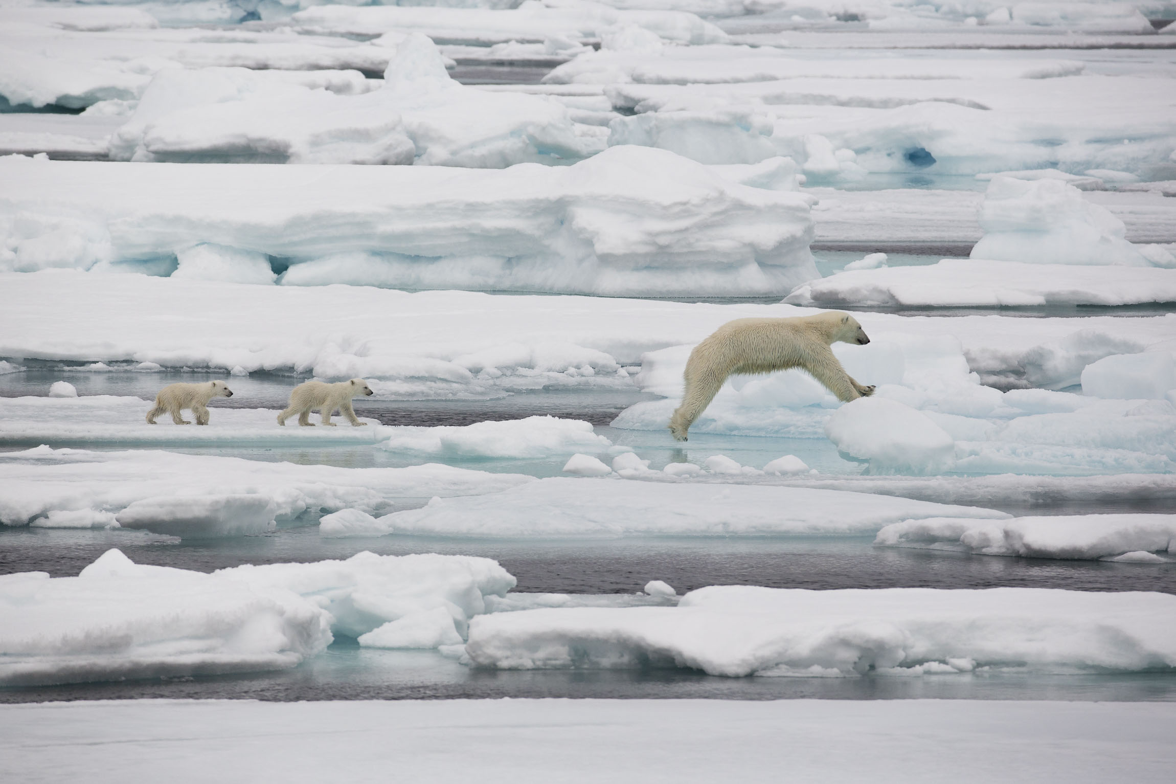 Mother polar bear jumps ice floes with cubs