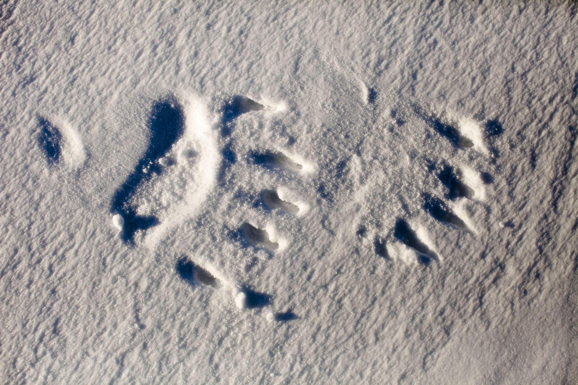 The paw print of a polar bear on snow