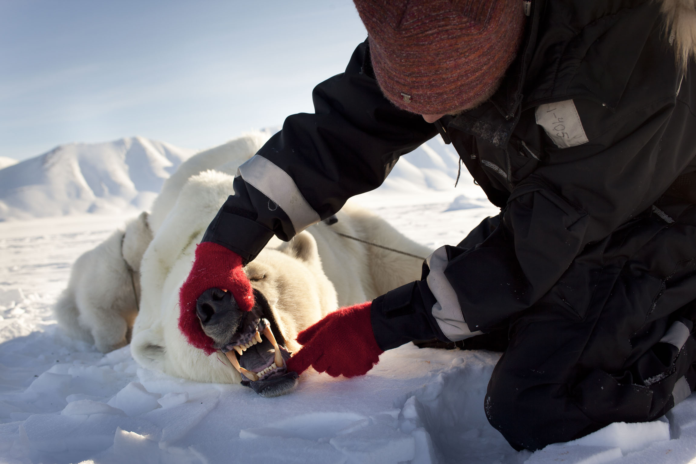 Scientist examining teeth of tranquilised polar bear