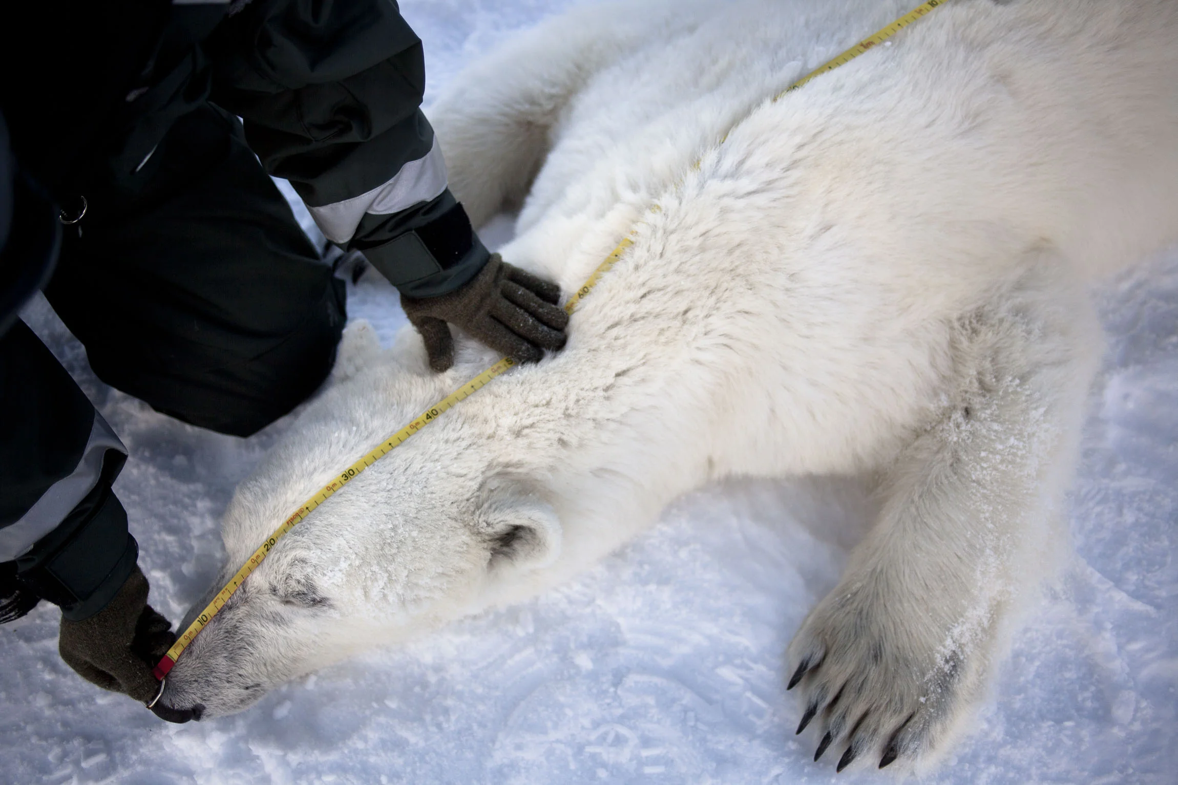 A scientist measures the length of an adult polar bear