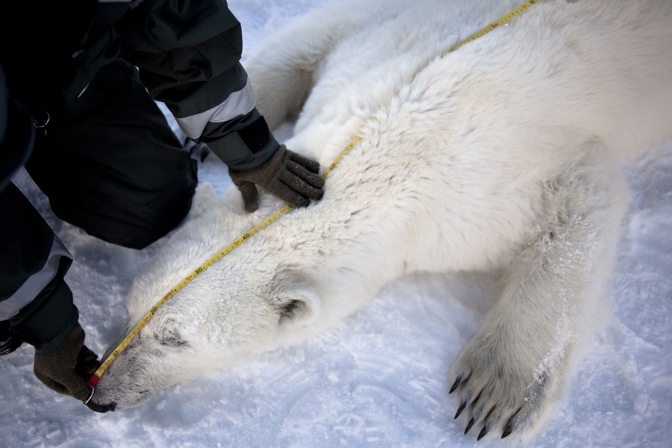 Scientist measures length of polar bear