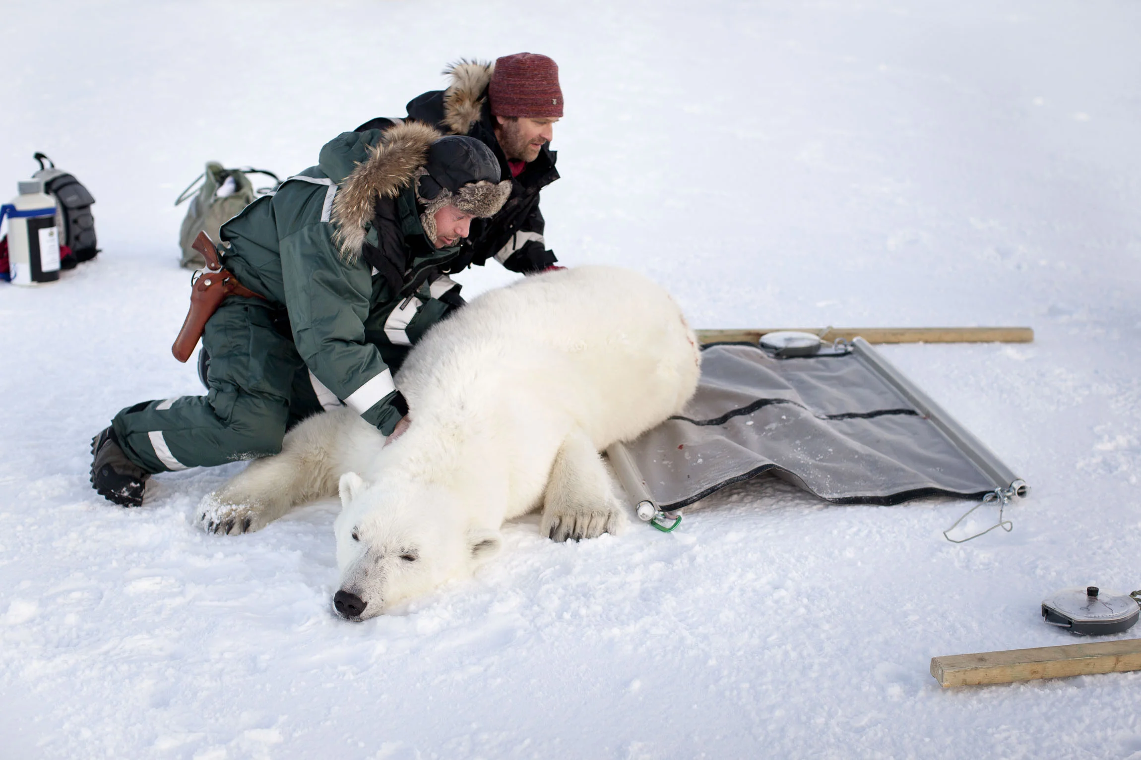 Scientists roll a tranquilised polar bear onto a weighing device