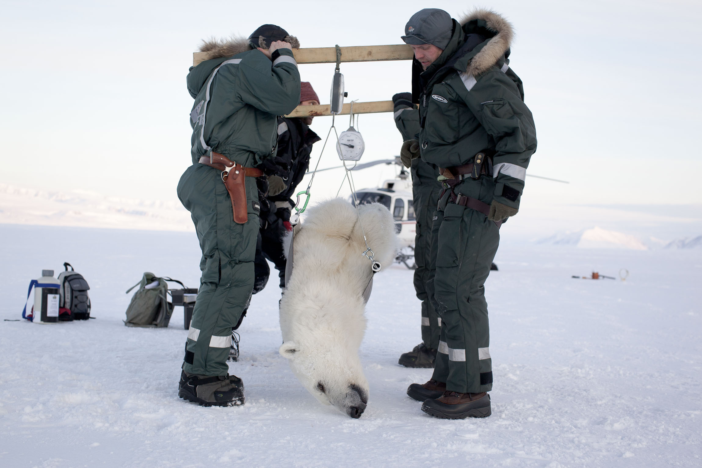 A tranquilised polar bear is weighed for scientific research