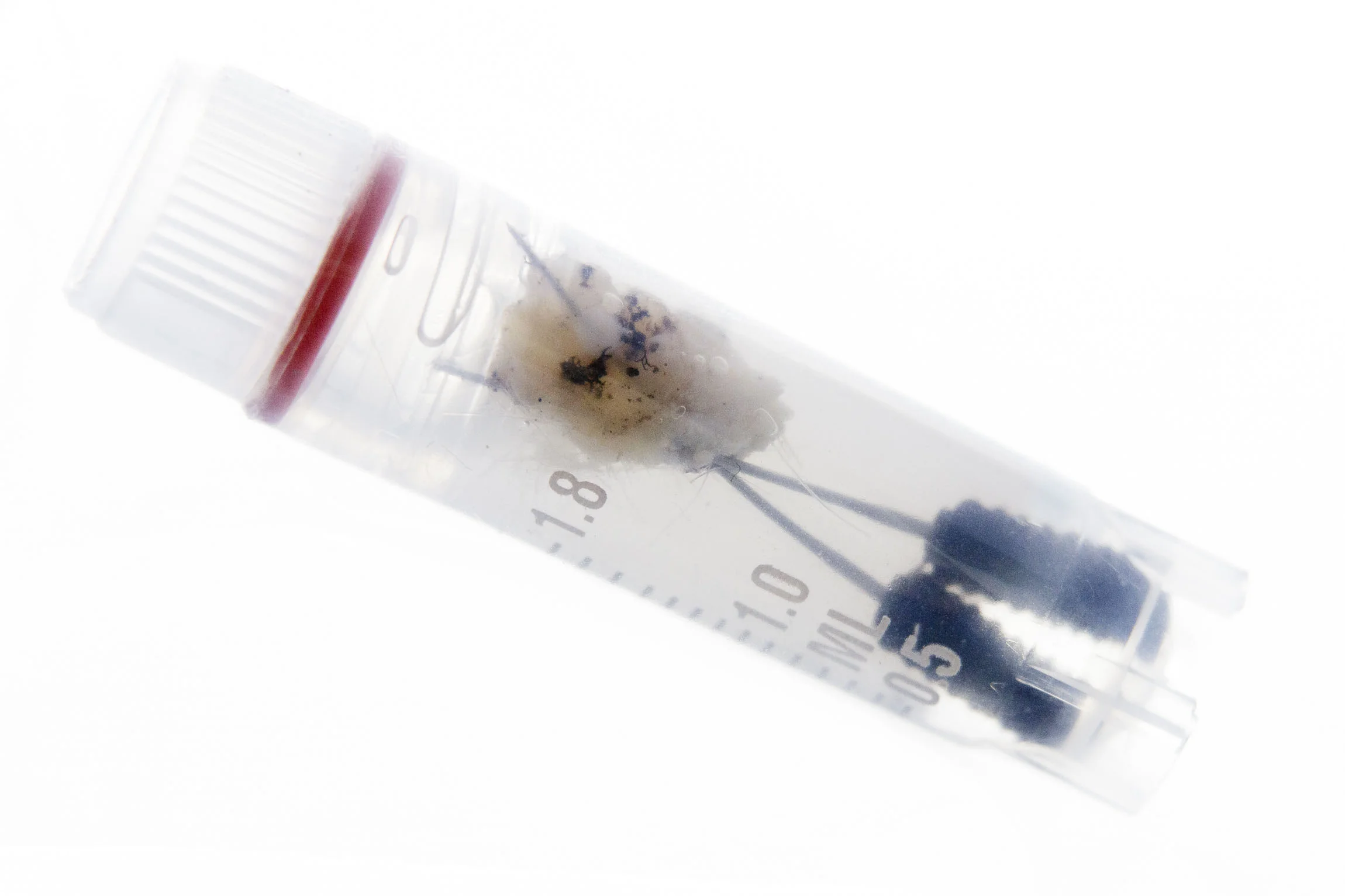 A laboratory sample of polar bear tissue from a biopsy dart