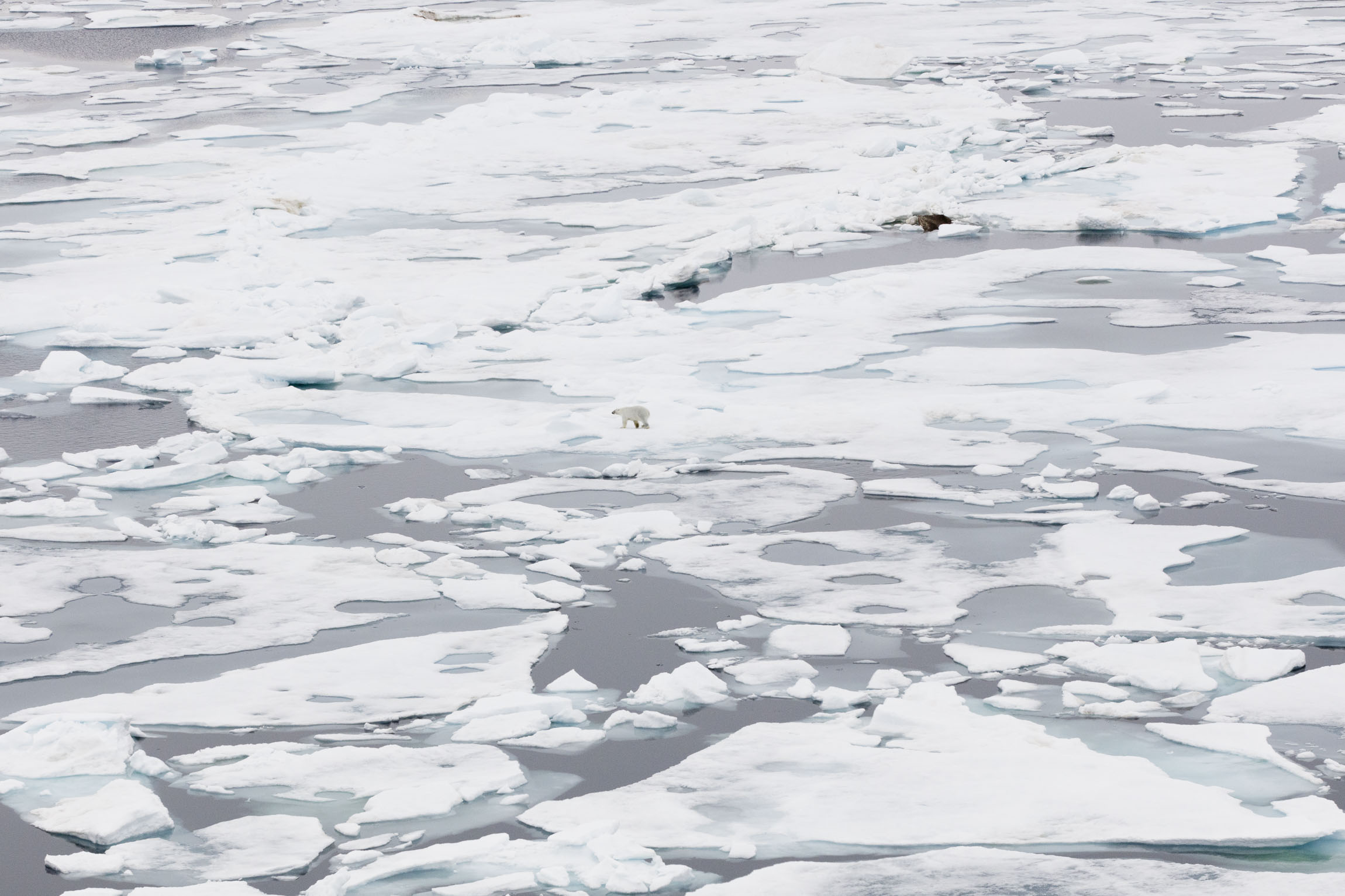 A solitary polar bear on Arctic sea ice