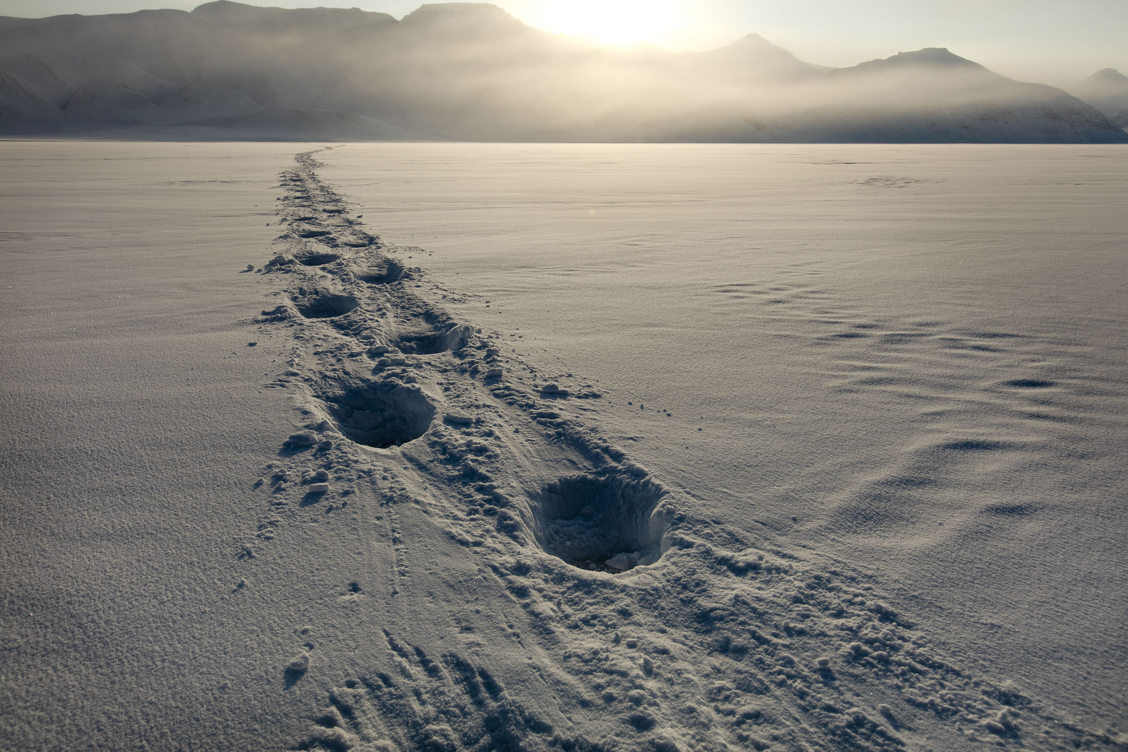 Deep paw prints in snow show the track of a polar bear