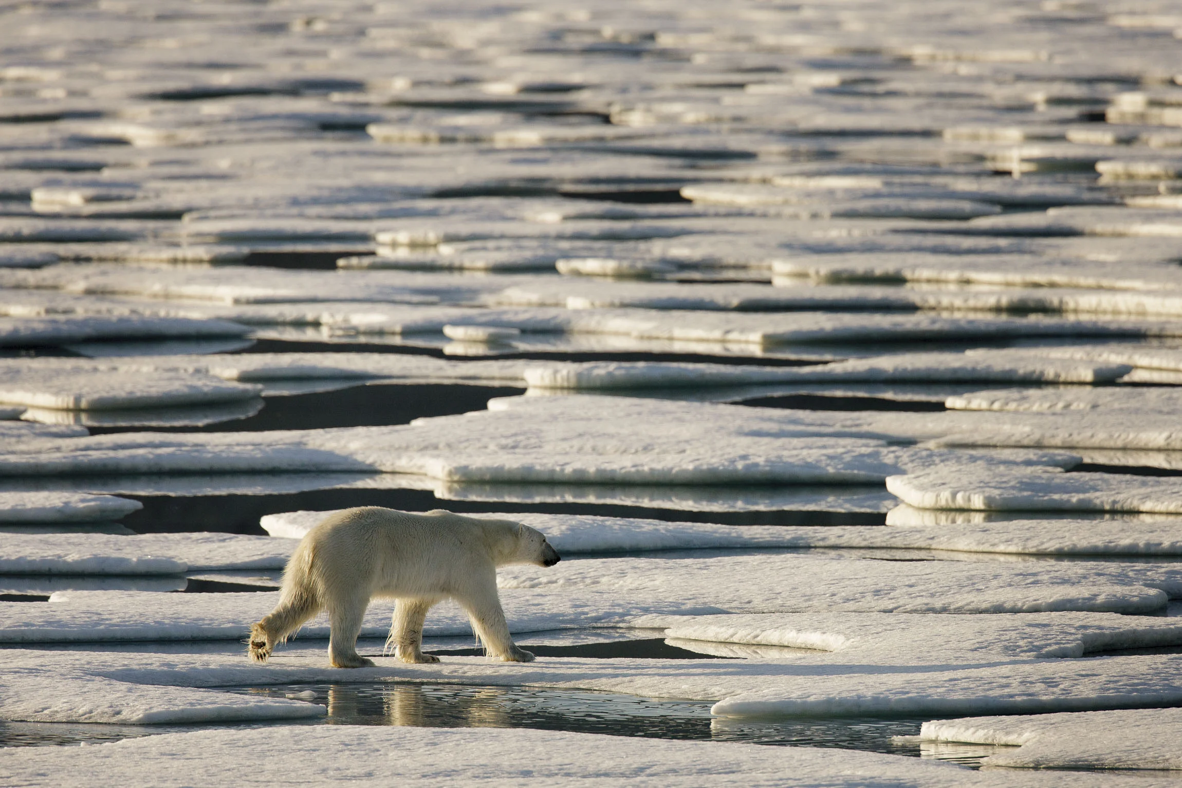 A polar bear walks around floes of sea ice