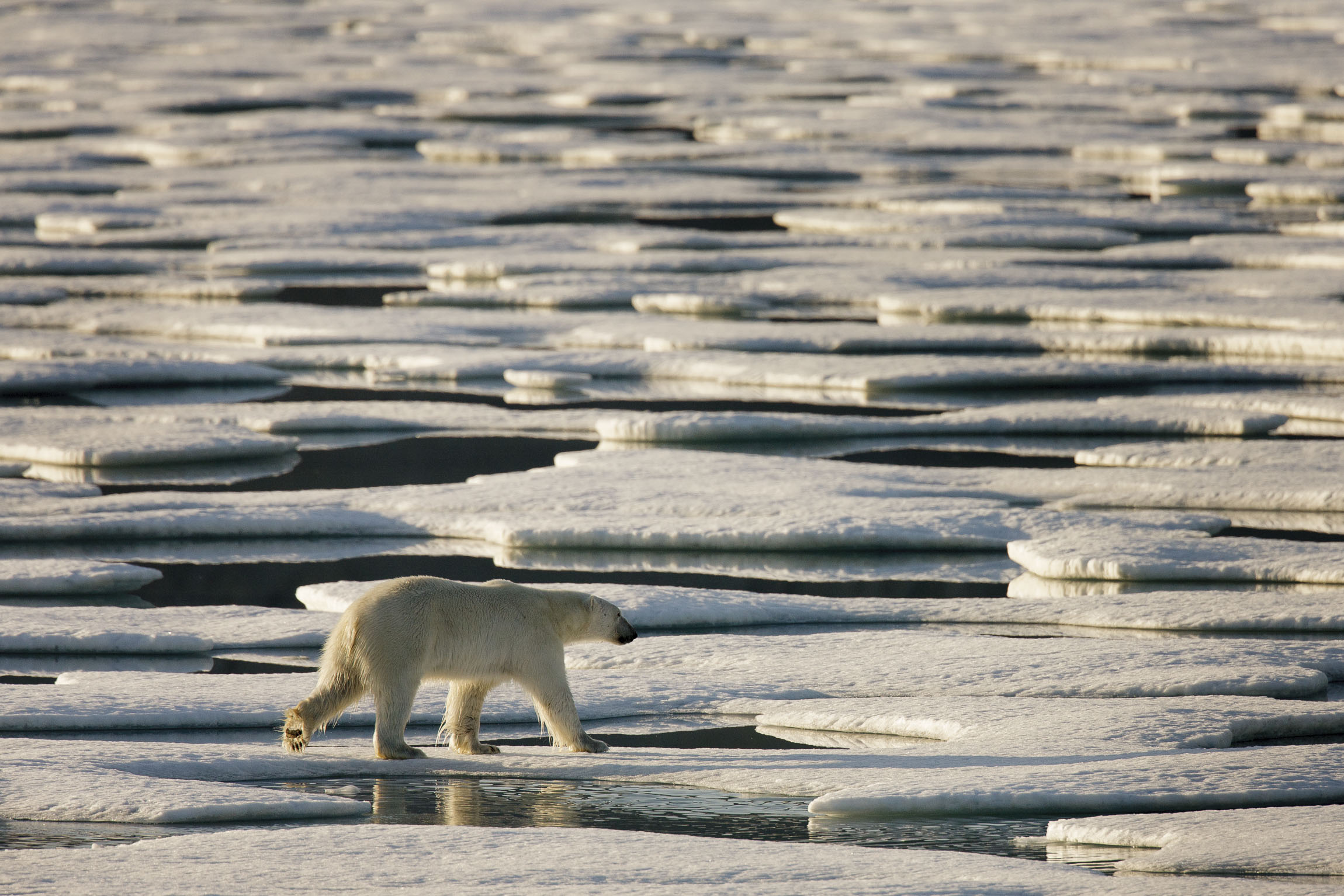 A polar bear walks around floes of sea ice