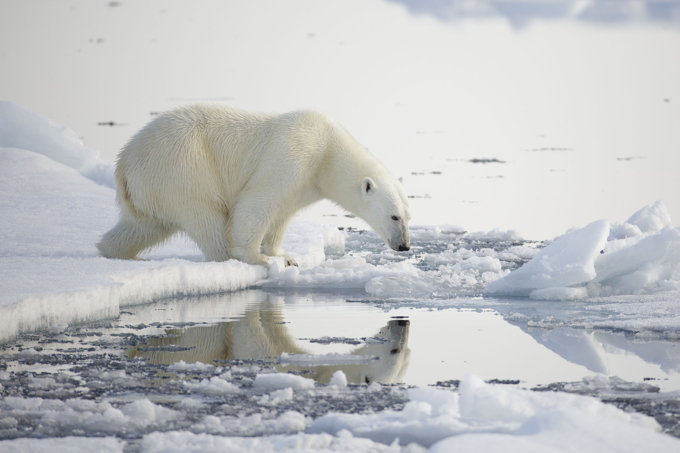 A polar bear sees its reflection in the water
