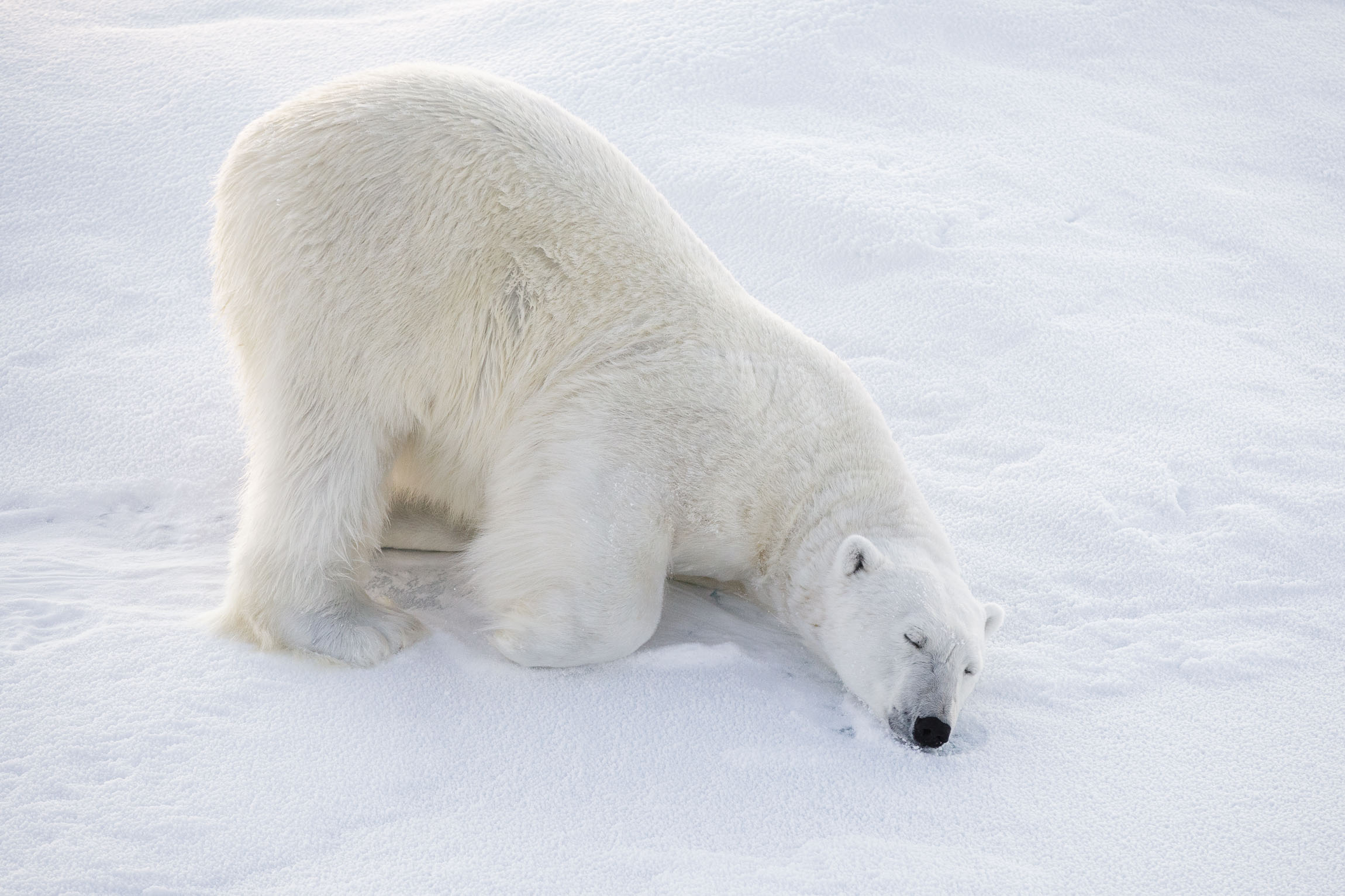 A polar bear sleeps on the ice