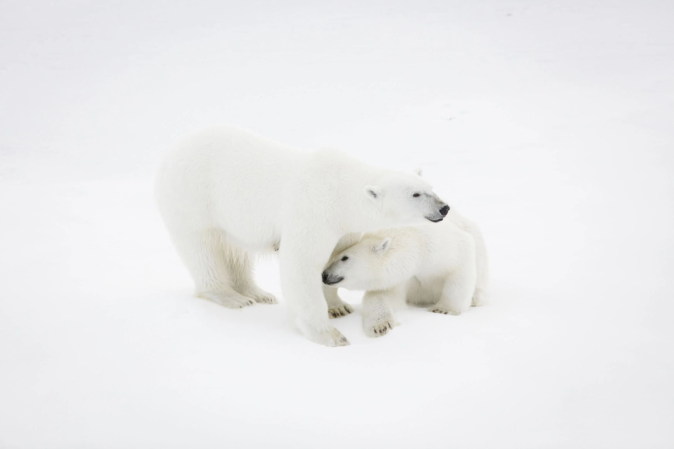 A mother polar bear and her cub on sea ice