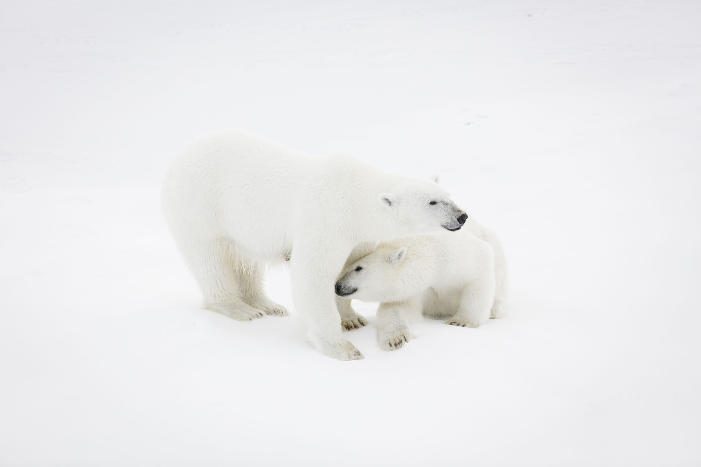 A mother polar bear and her cub on sea ice