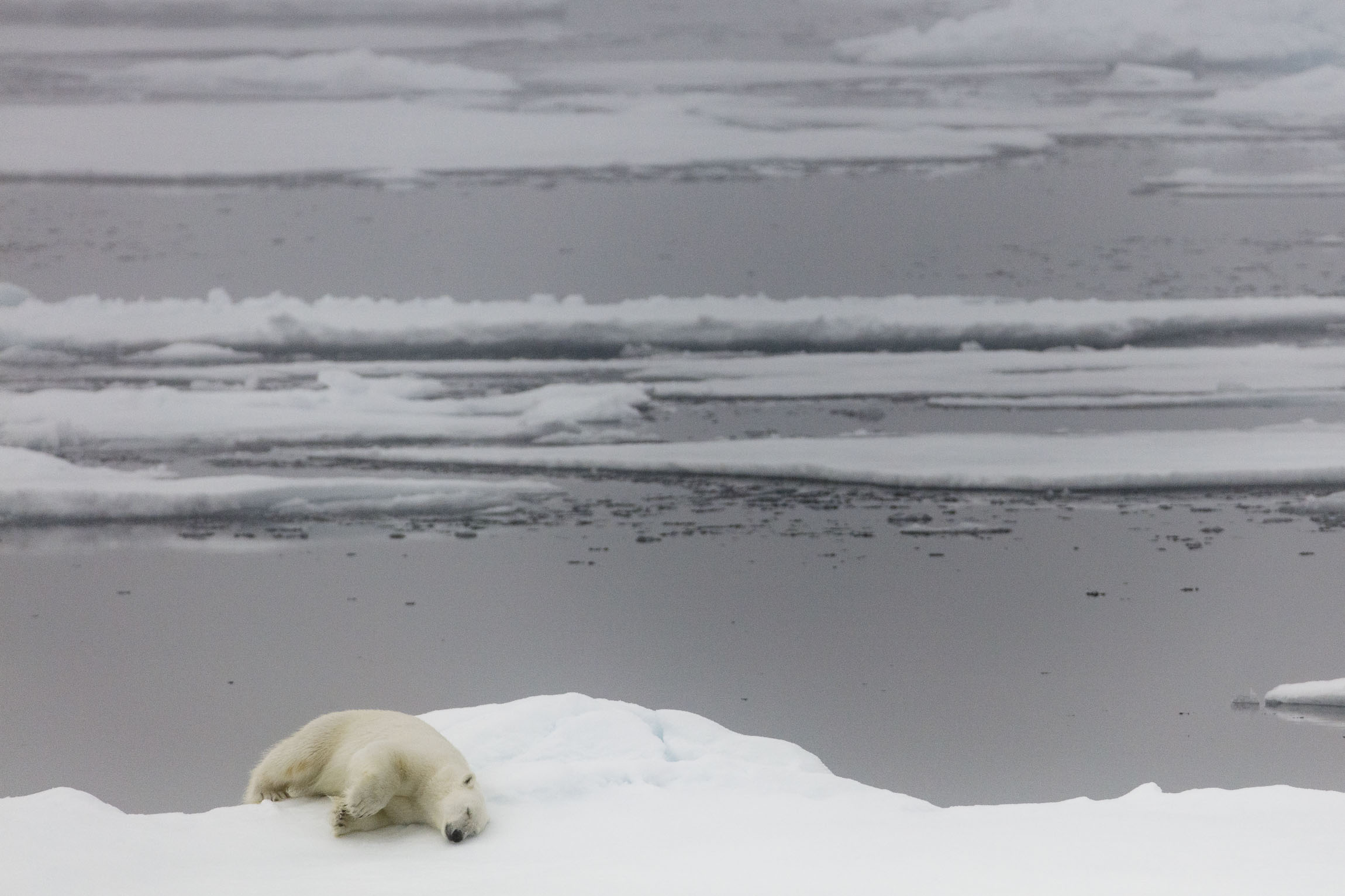 A polar bear sleeps on the edge of an ice floe