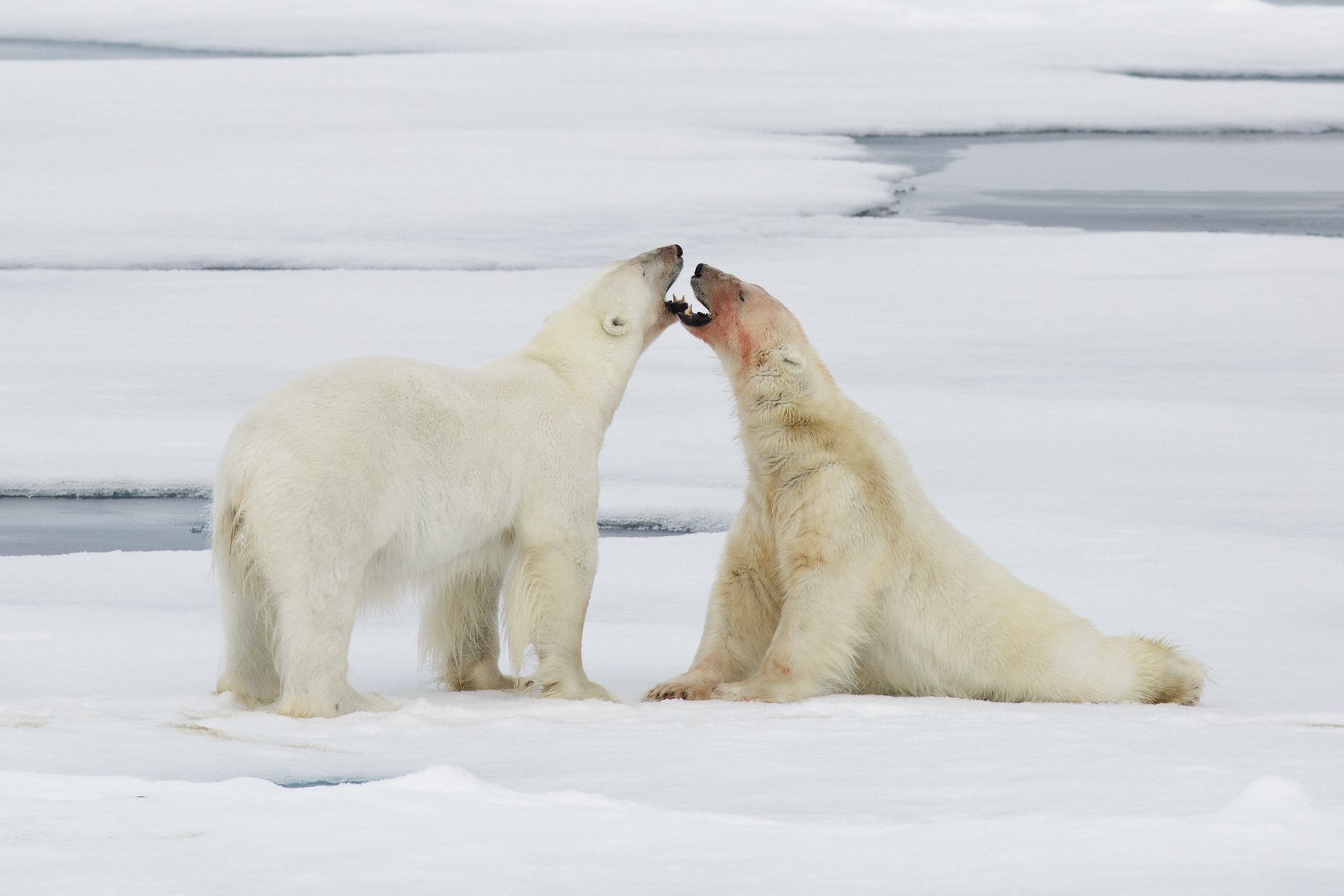 Polar bears play fighting on sea ice