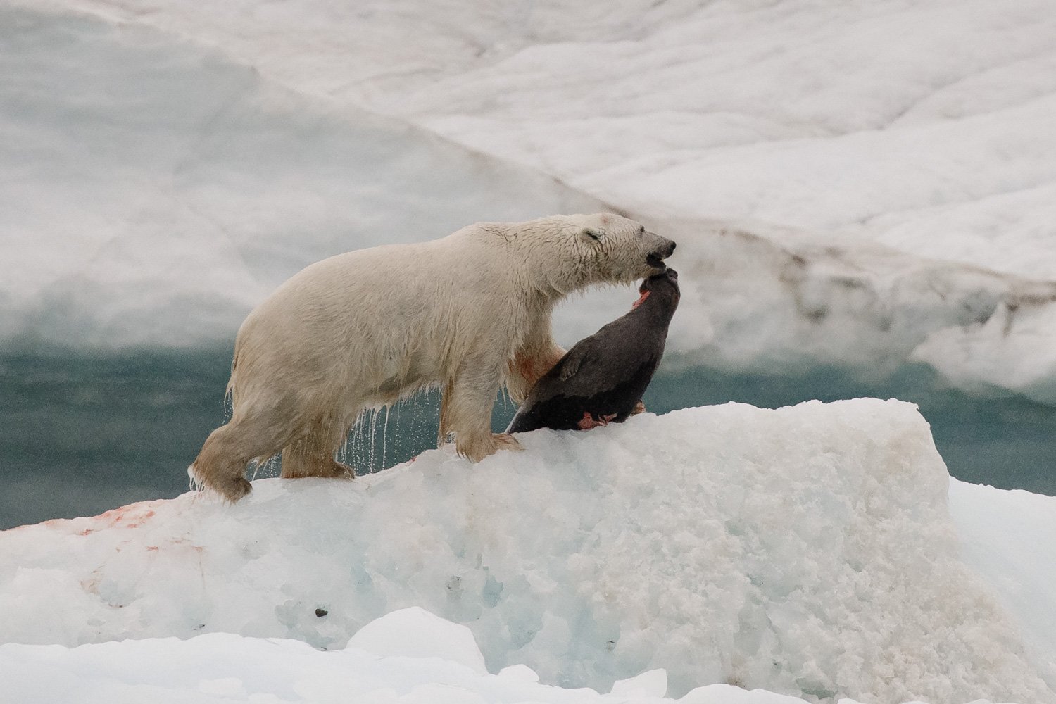 Polar bear kills and eats seal on ice