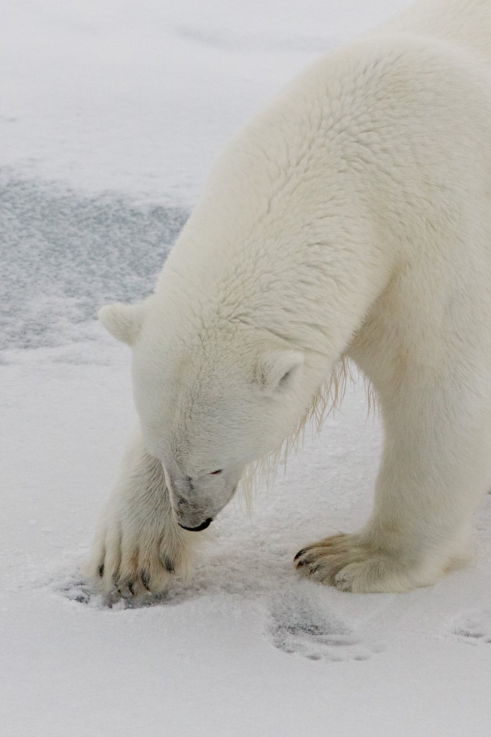 Polar bear scratches snow covered ice