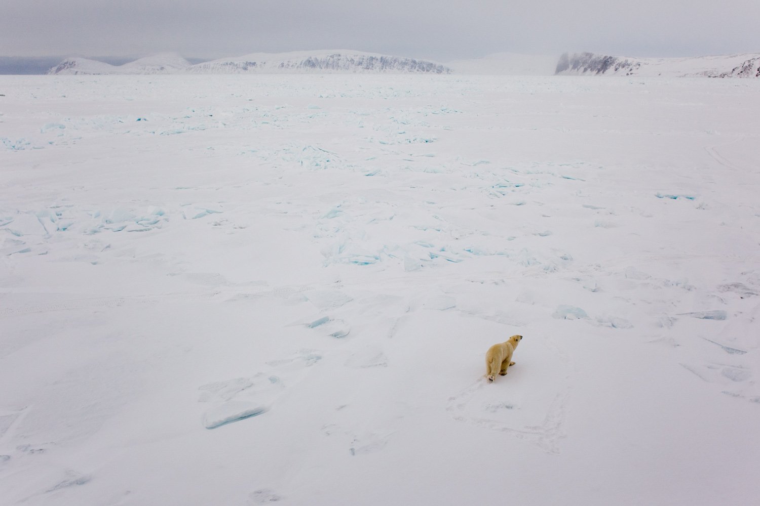 Lone polar bear in expanse of sea ice