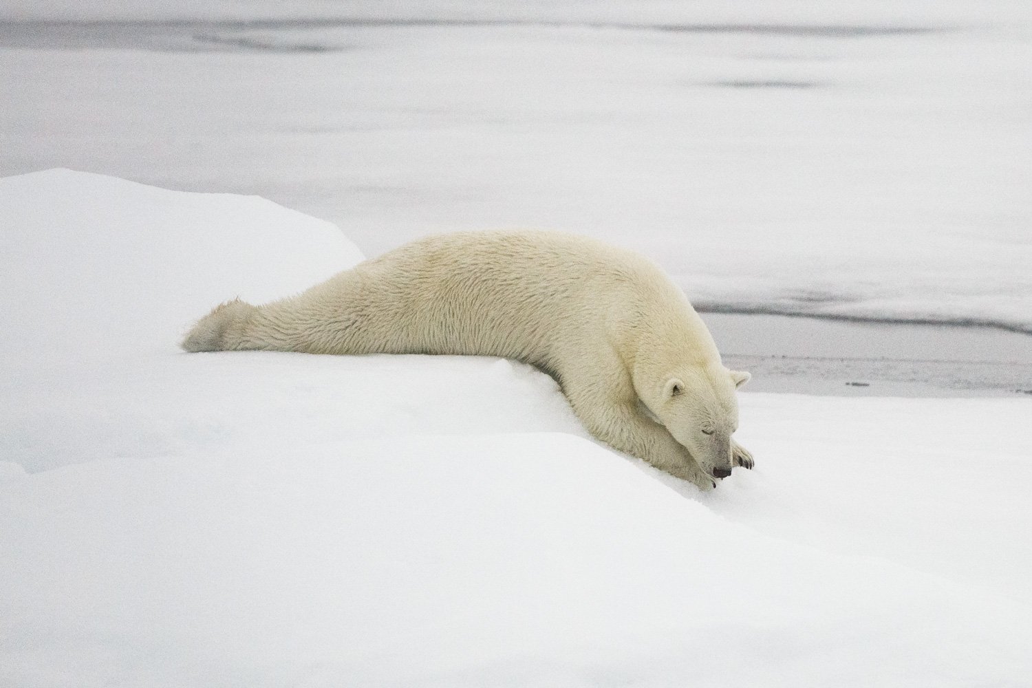 Polar bear sleeping on a snow bank